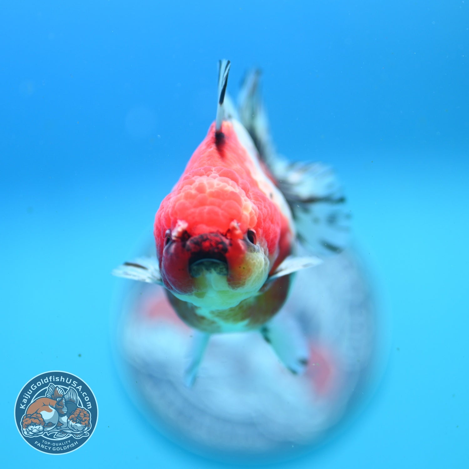 Shogun Sakura Oranda 3" inch Body (260814_OR08)