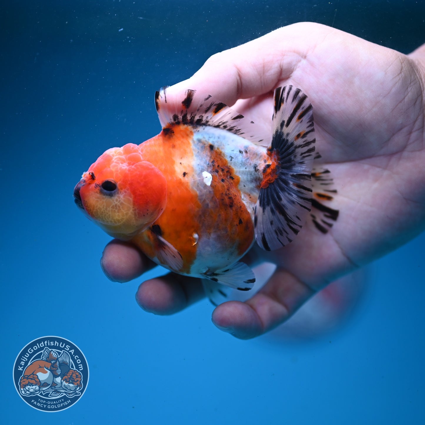 Shogun Sakura Oranda 3" inch Body (260814_OR08)