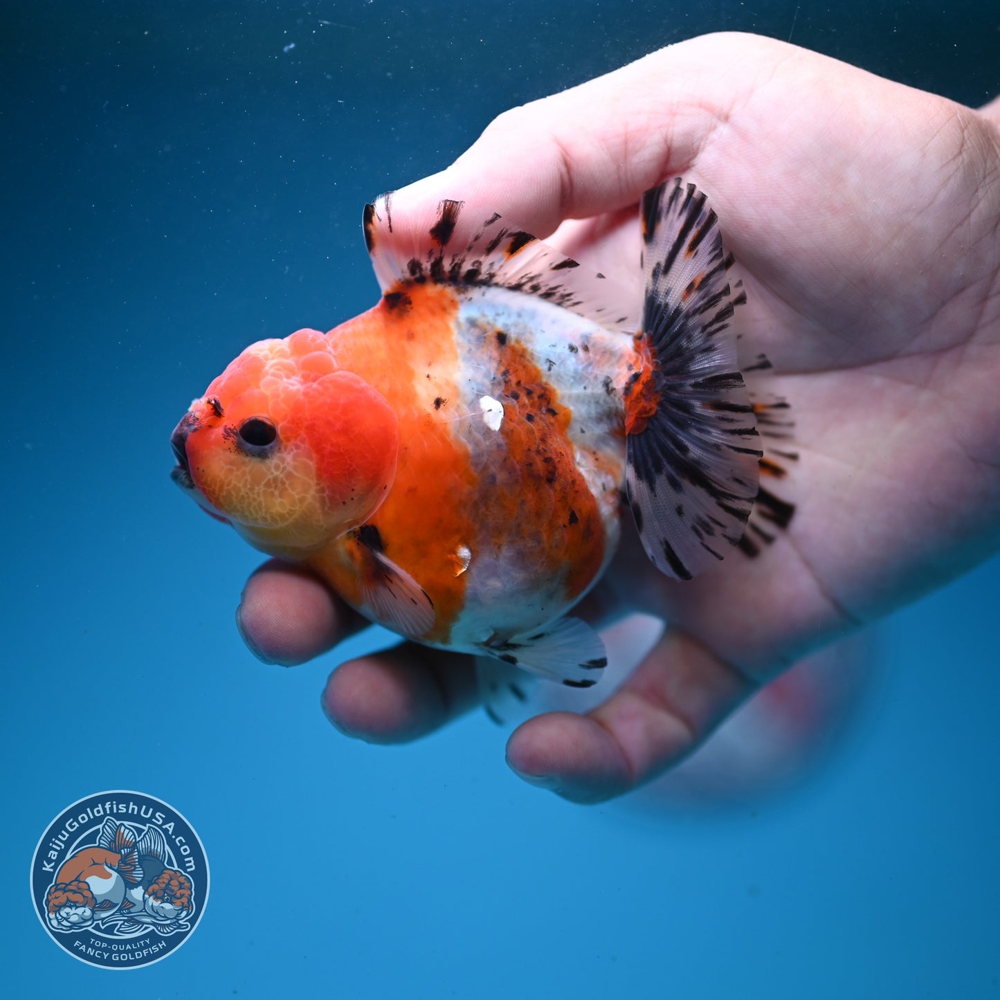 Shogun Sakura Oranda 3" inch Body (260814_OR08)