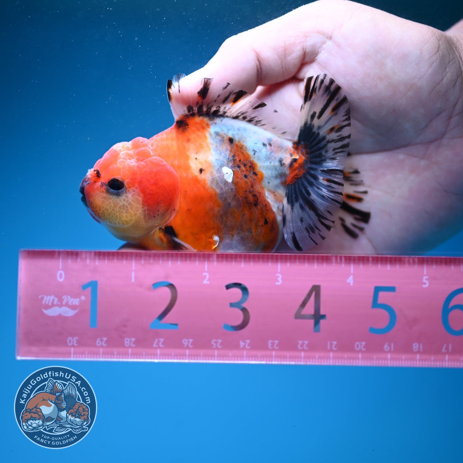 Shogun Sakura Oranda 3" inch Body (260814_OR08)