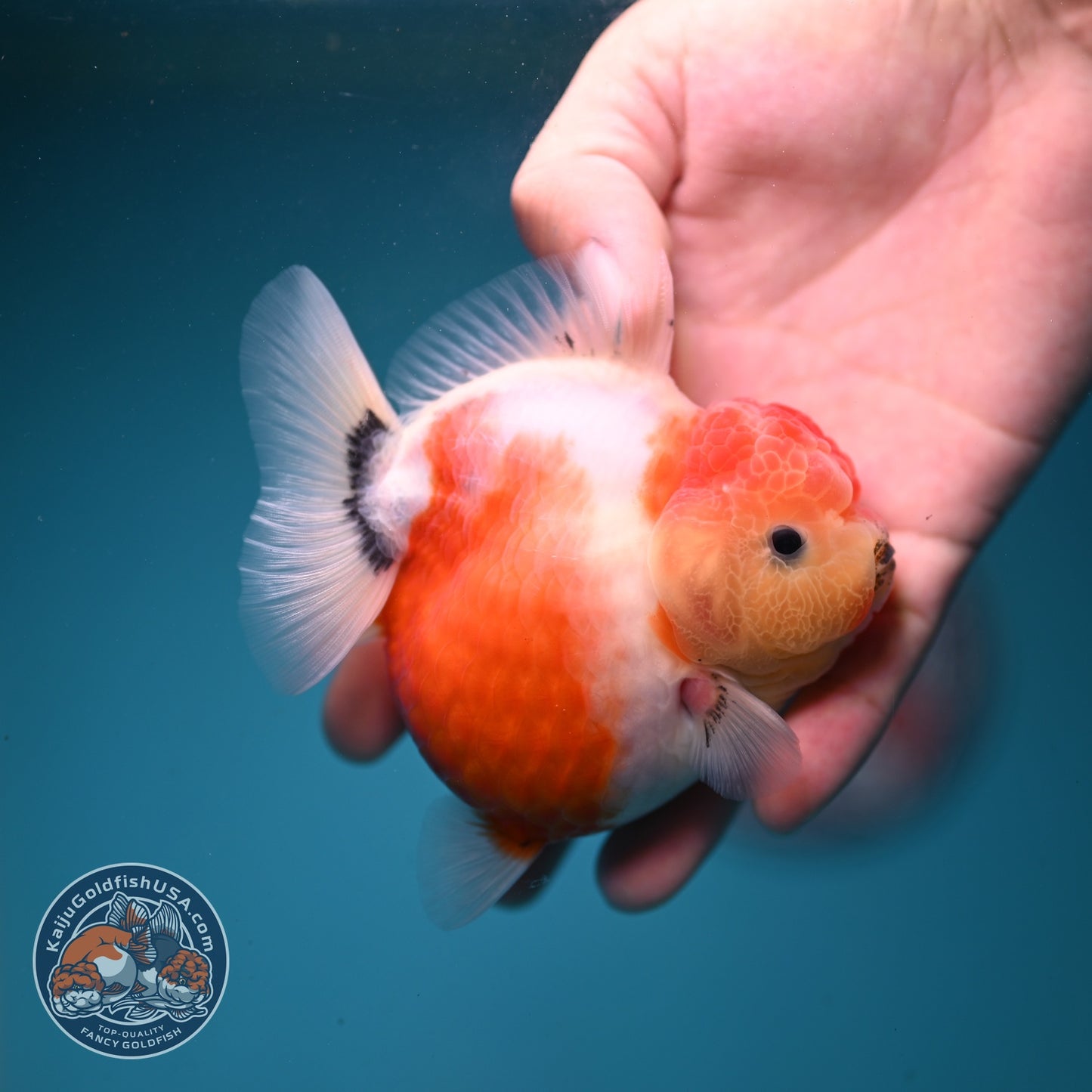 Shogun Sakura Oranda 3.2 inch Body (260814_OR07)