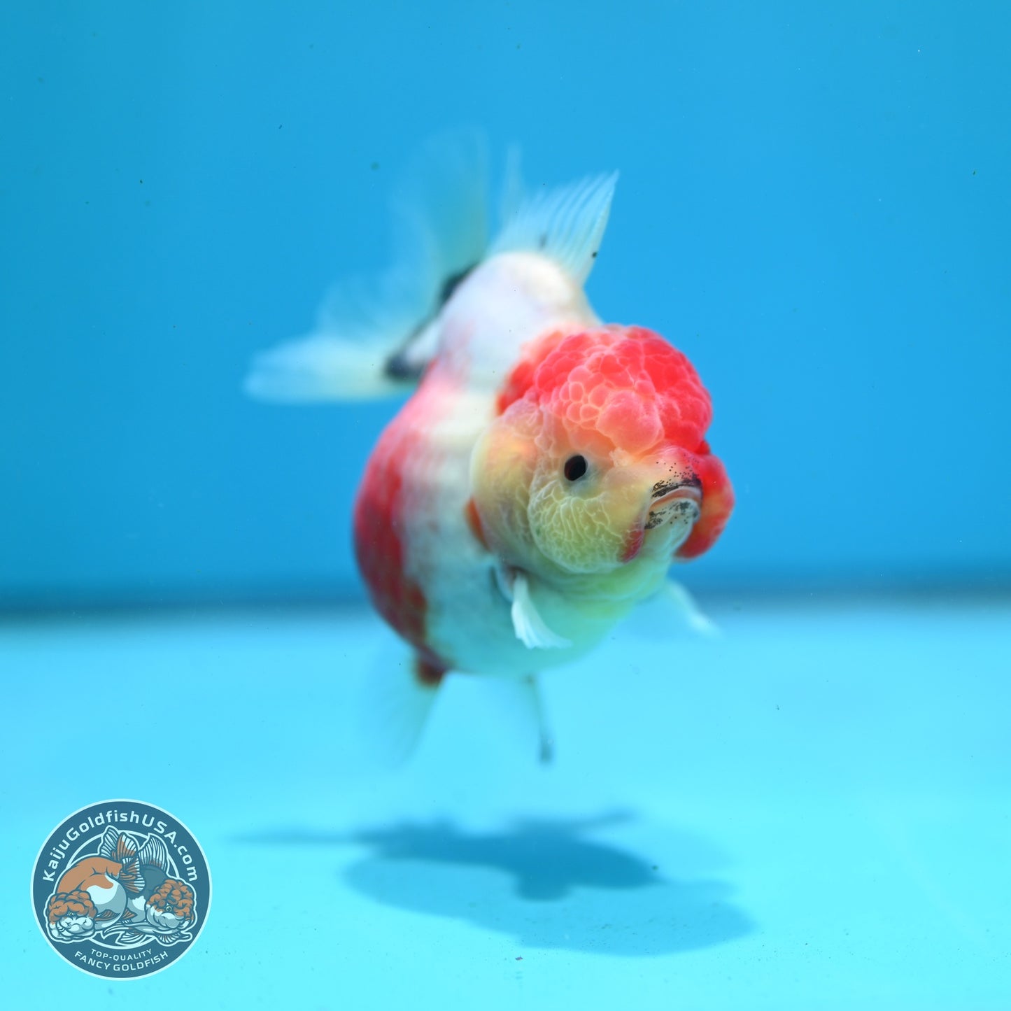 Shogun Sakura Oranda 3.2 inch Body (260814_OR07)