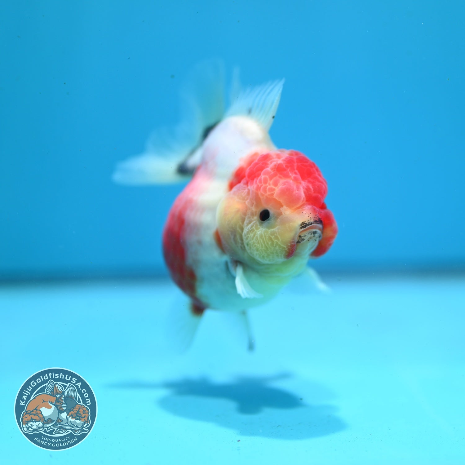 Shogun Sakura Oranda 3.2 inch Body (260814_OR07)