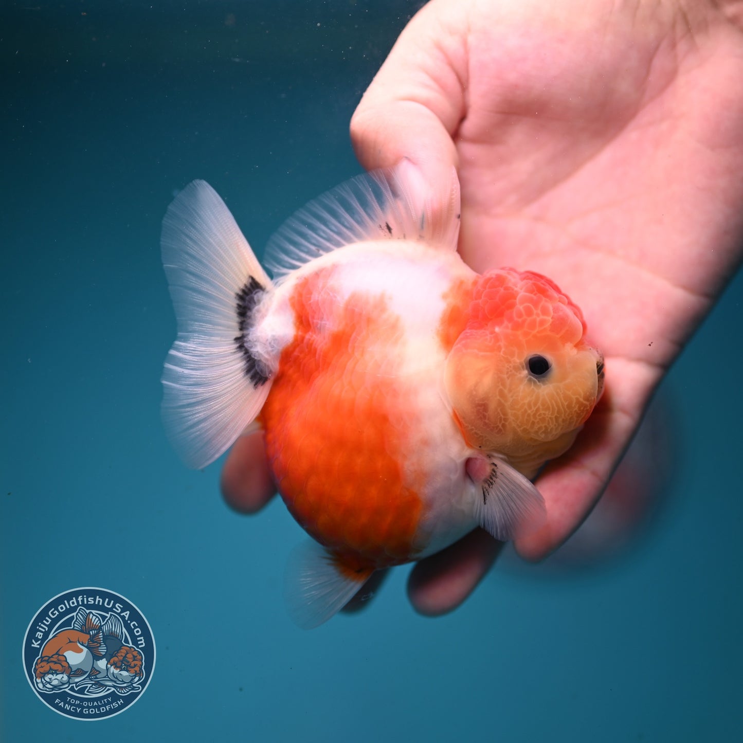 Shogun Sakura Oranda 3.2 inch Body (260814_OR07)