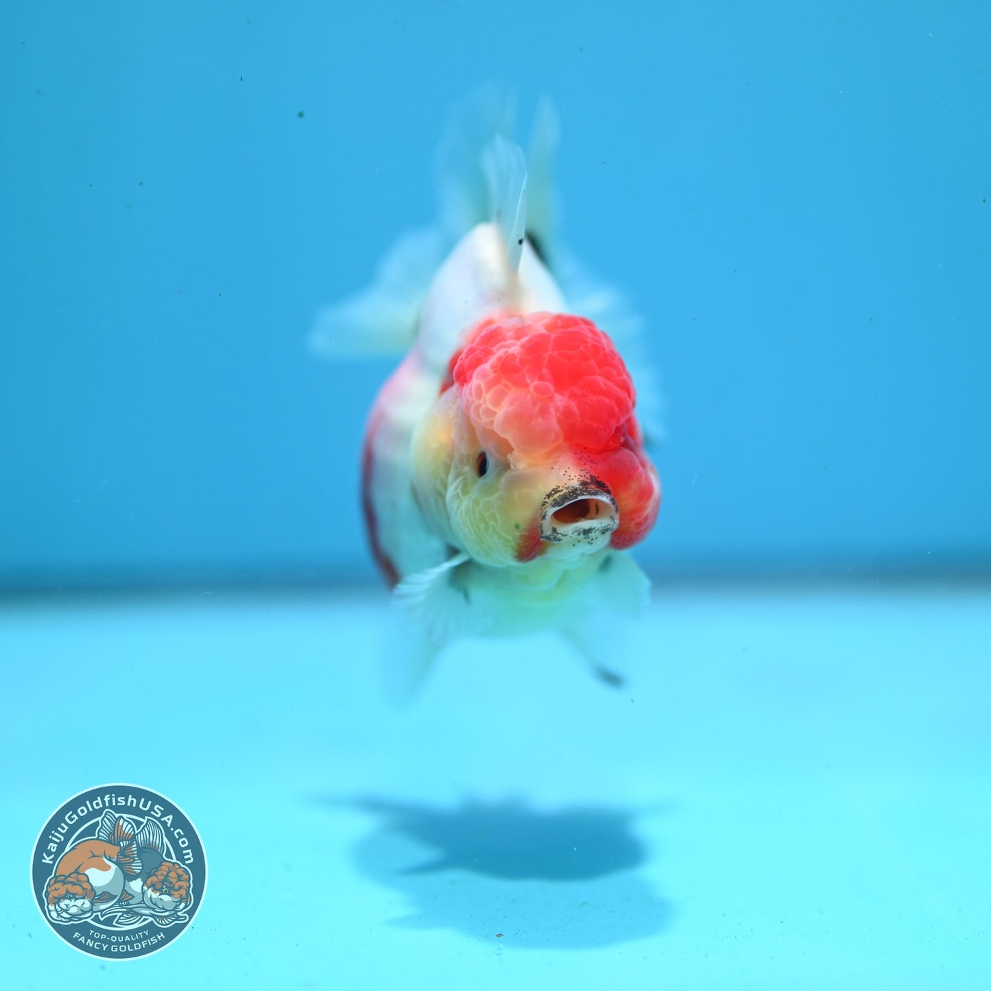 Shogun Sakura Oranda 3.2 inch Body (260814_OR07)