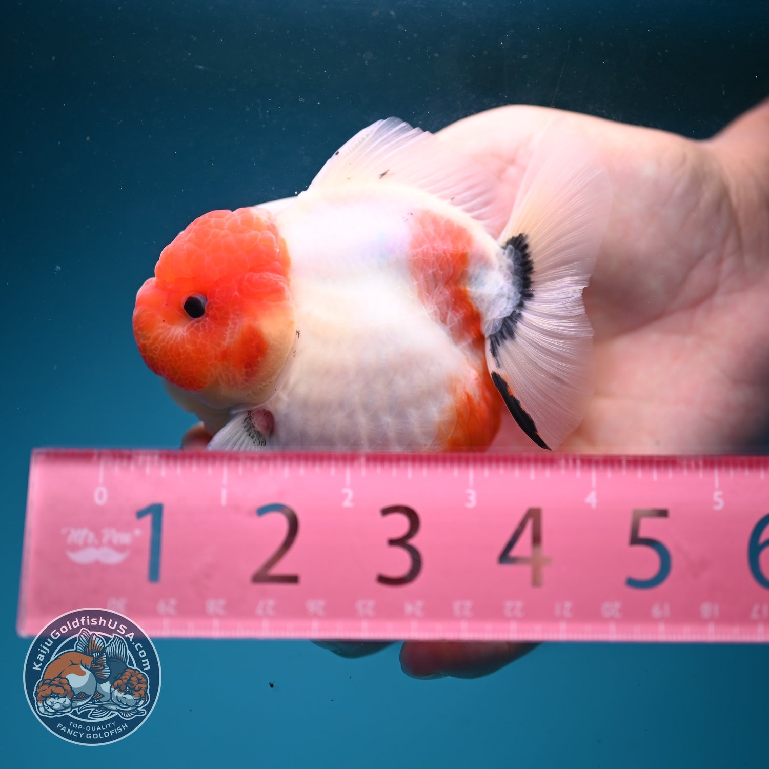 Shogun Sakura Oranda 3.2 inch Body (260814_OR07)