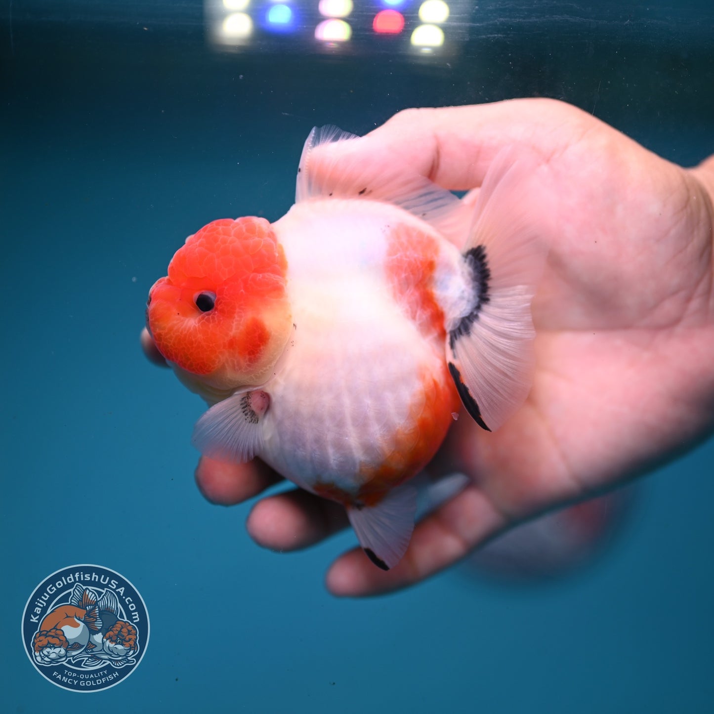 Shogun Sakura Oranda 3.2 inch Body (260814_OR07)