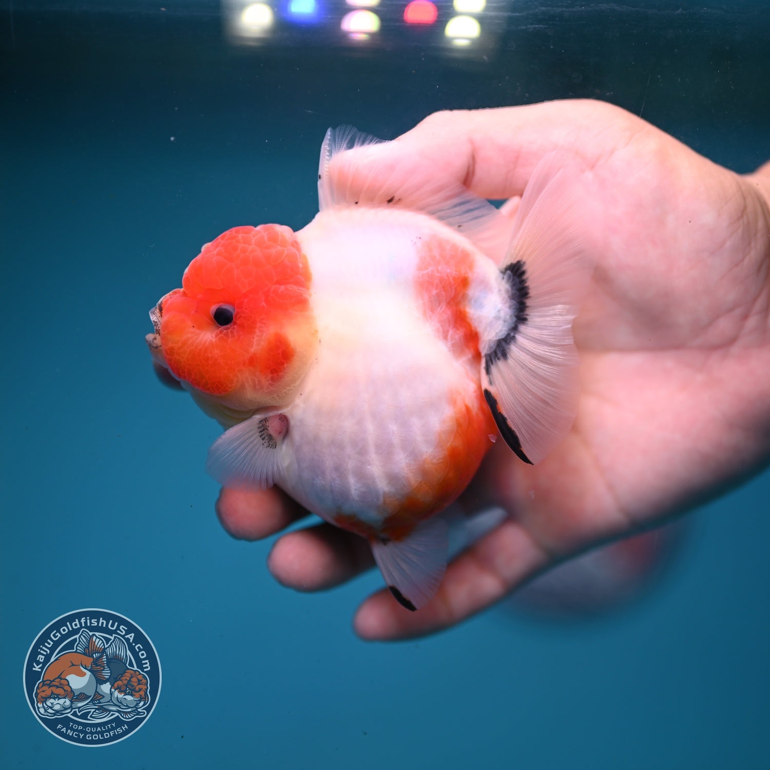 Shogun Sakura Oranda 3.2 inch Body (260814_OR07)