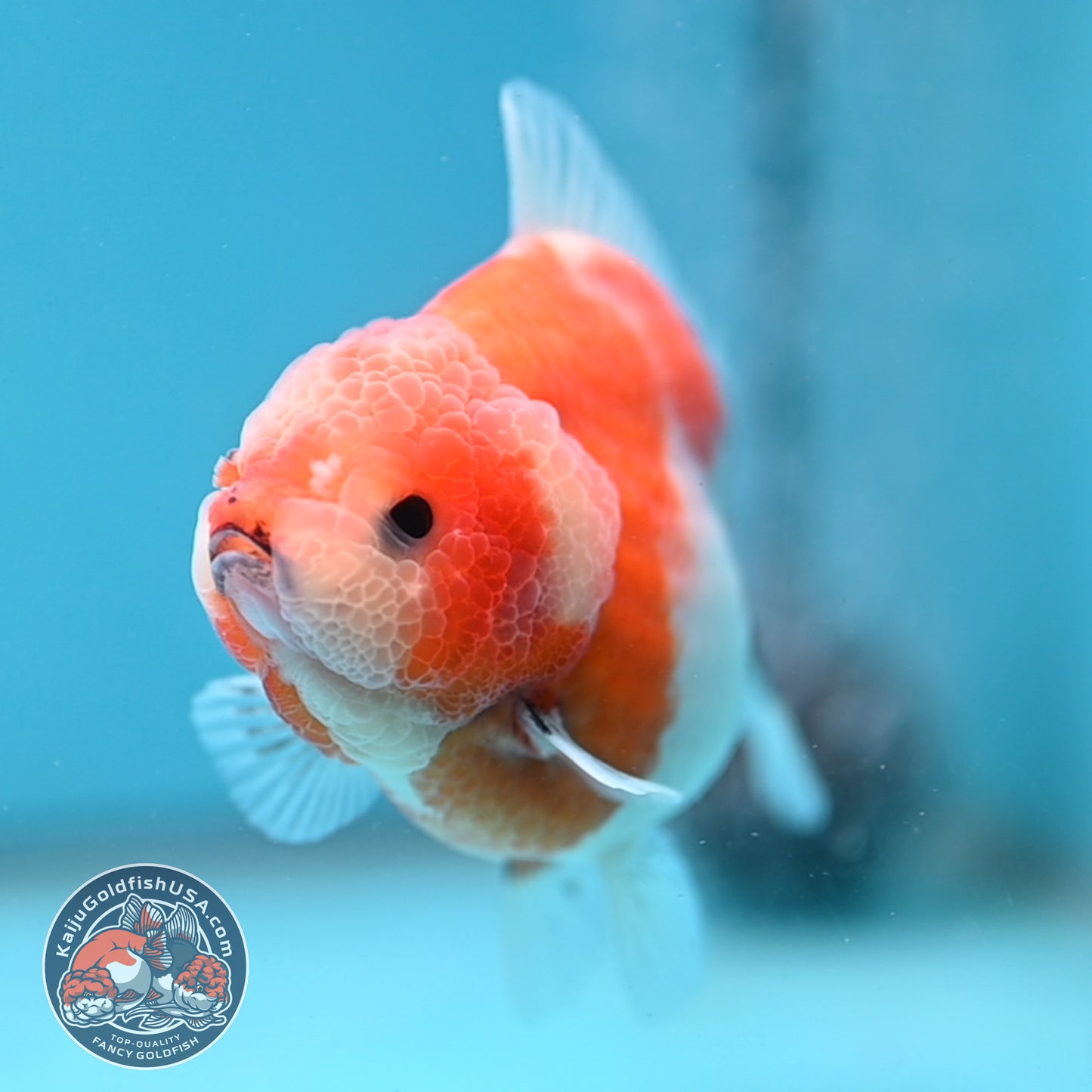 Shogun Sakura Oranda 3.5 inch Body (260109_OR12)