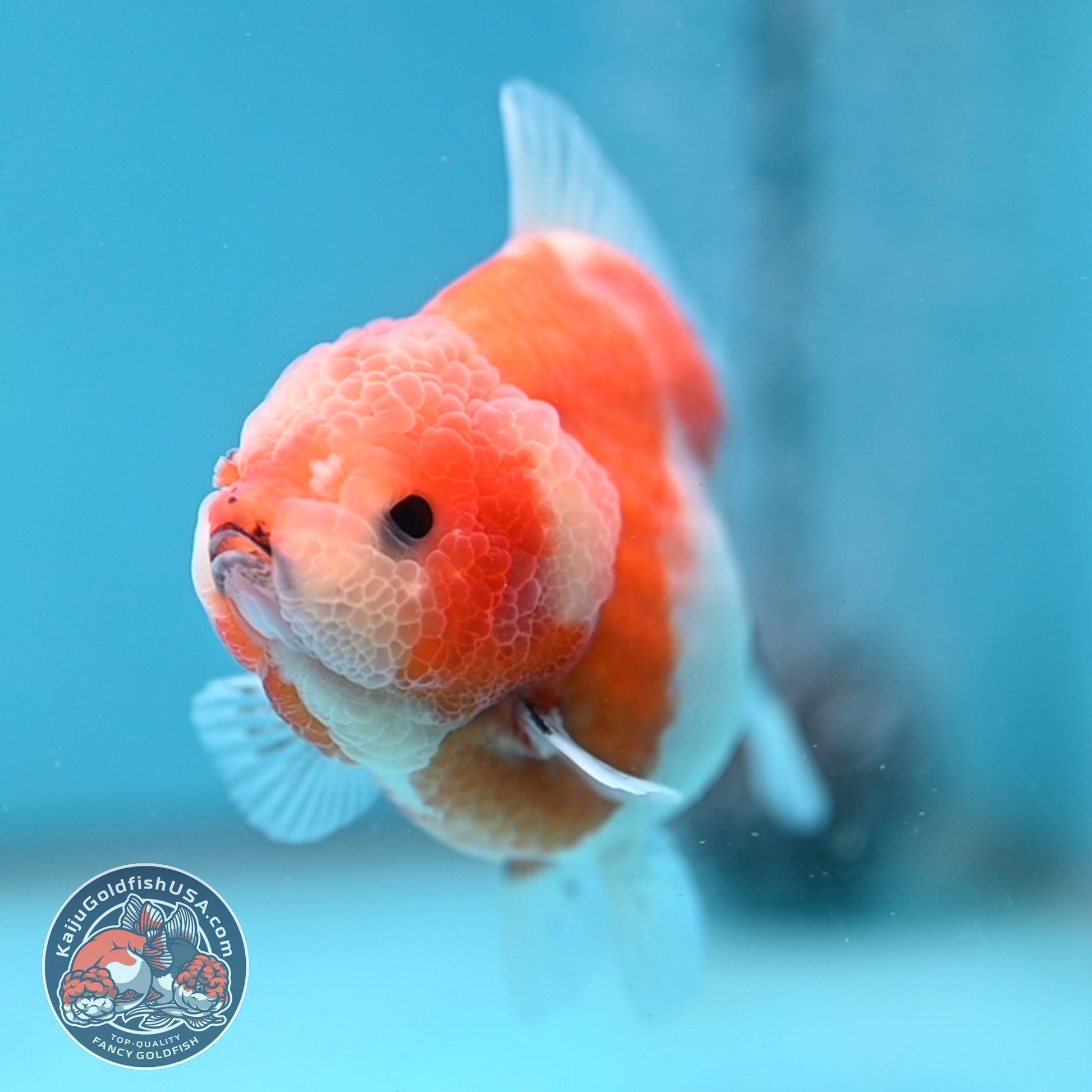 Shogun Sakura Oranda 3.5 inch Body (260109_OR12)