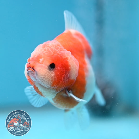 Shogun Sakura Oranda 3.5 inch Body (260109_OR12)
