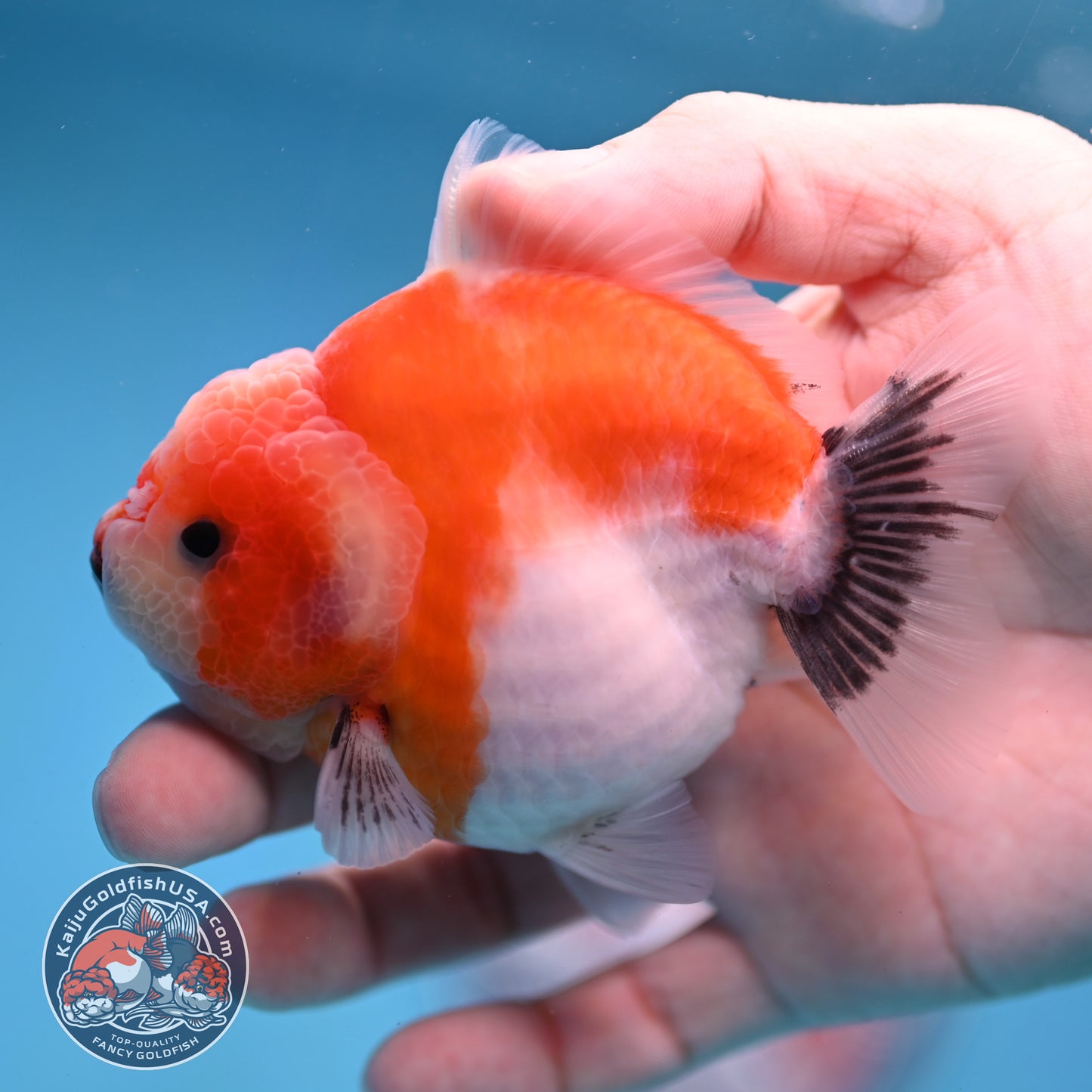 Shogun Sakura Oranda 3.5 inch Body (260109_OR12)