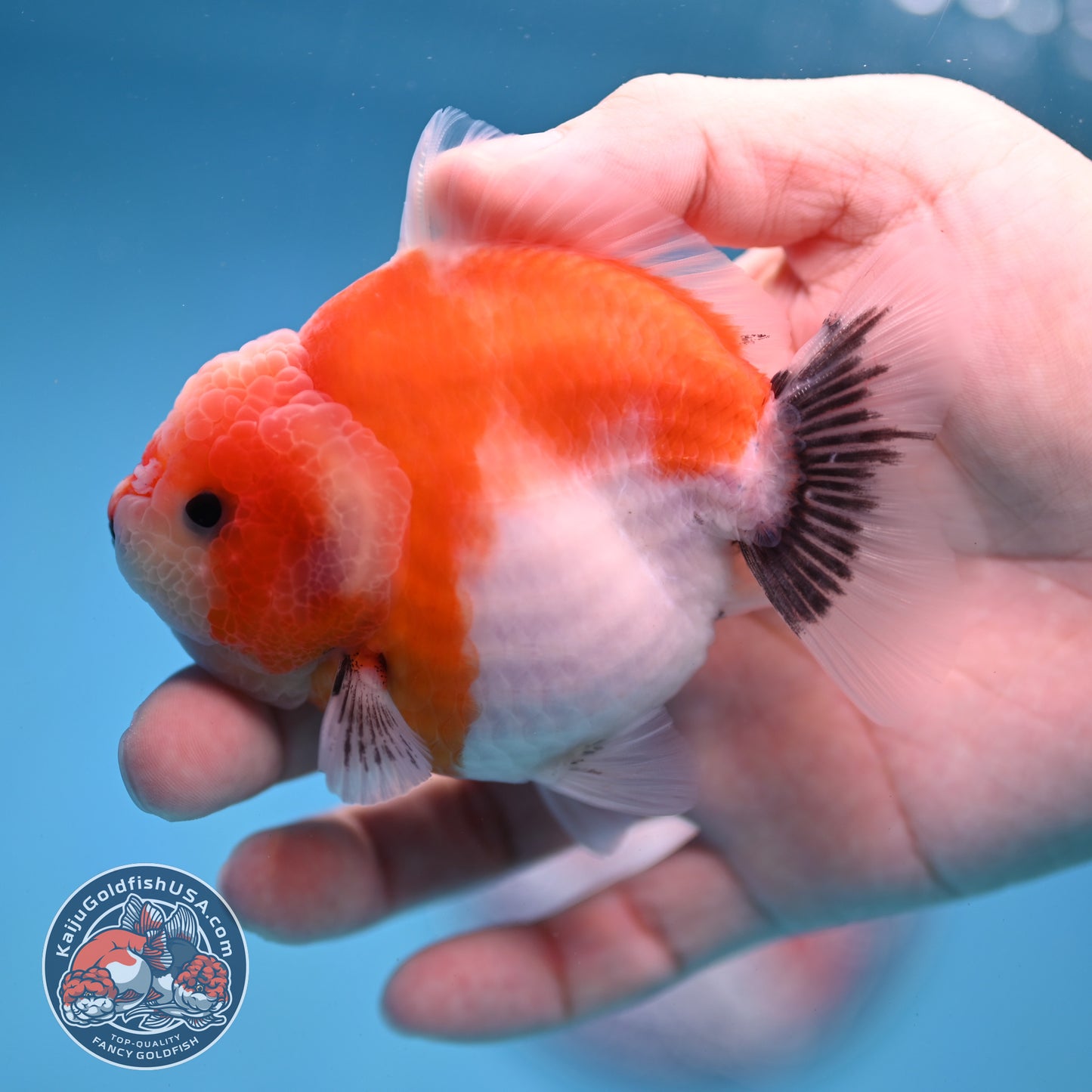 Shogun Sakura Oranda 3.5 inch Body (260109_OR12)