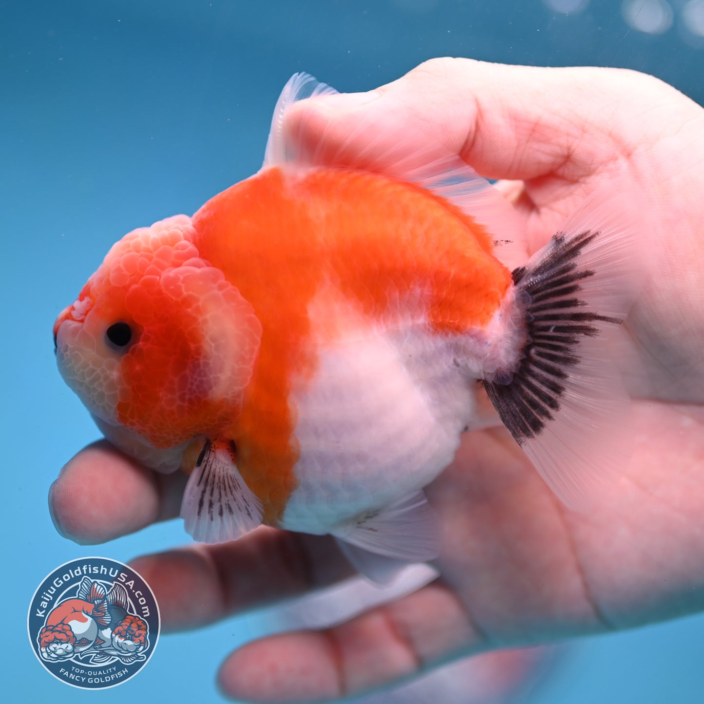 Shogun Sakura Oranda 3.5 inch Body (260109_OR12)
