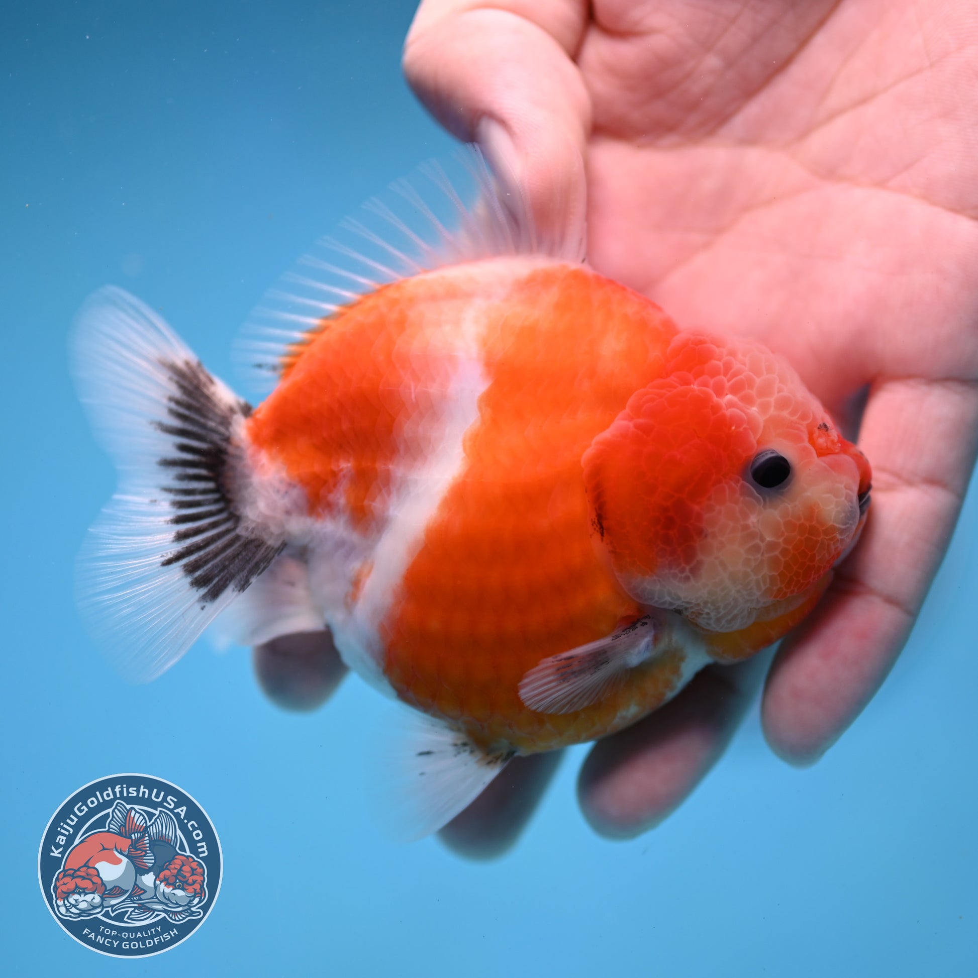 Shogun Sakura Oranda 3.5 inch Body (260109_OR12)
