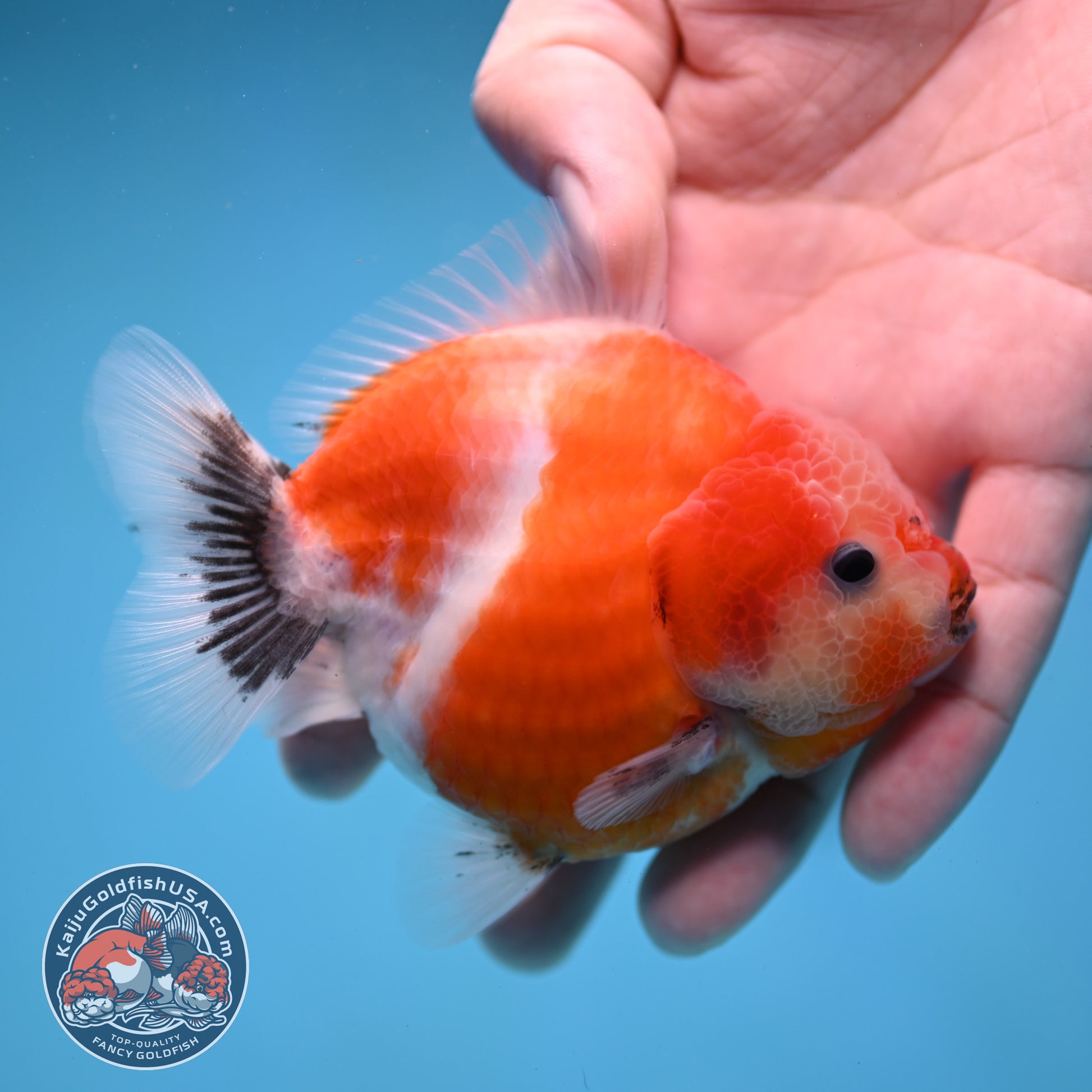 Shogun Sakura Oranda 3.5 inch Body (260109_OR12)
