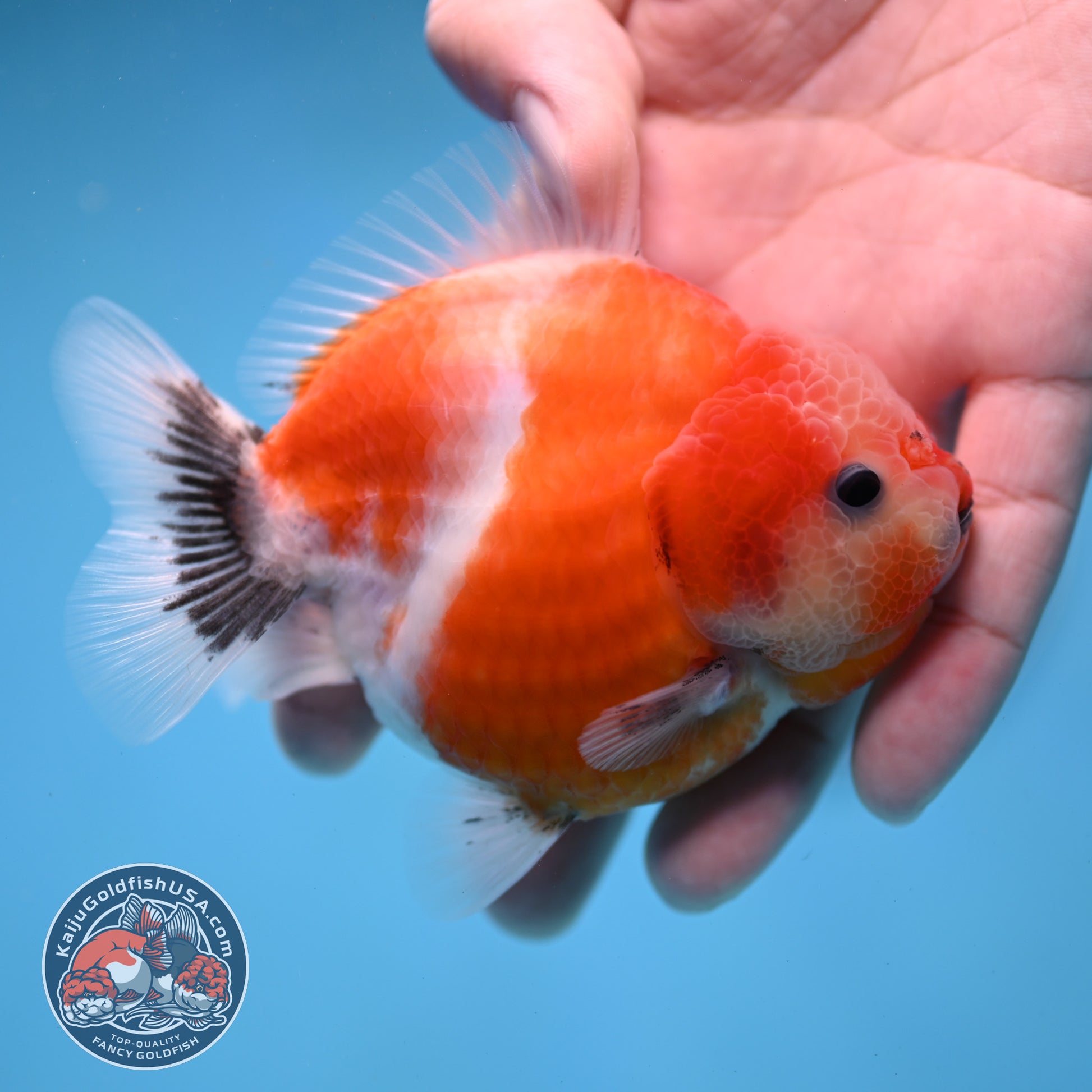 Shogun Sakura Oranda 3.5 inch Body (260109_OR12)