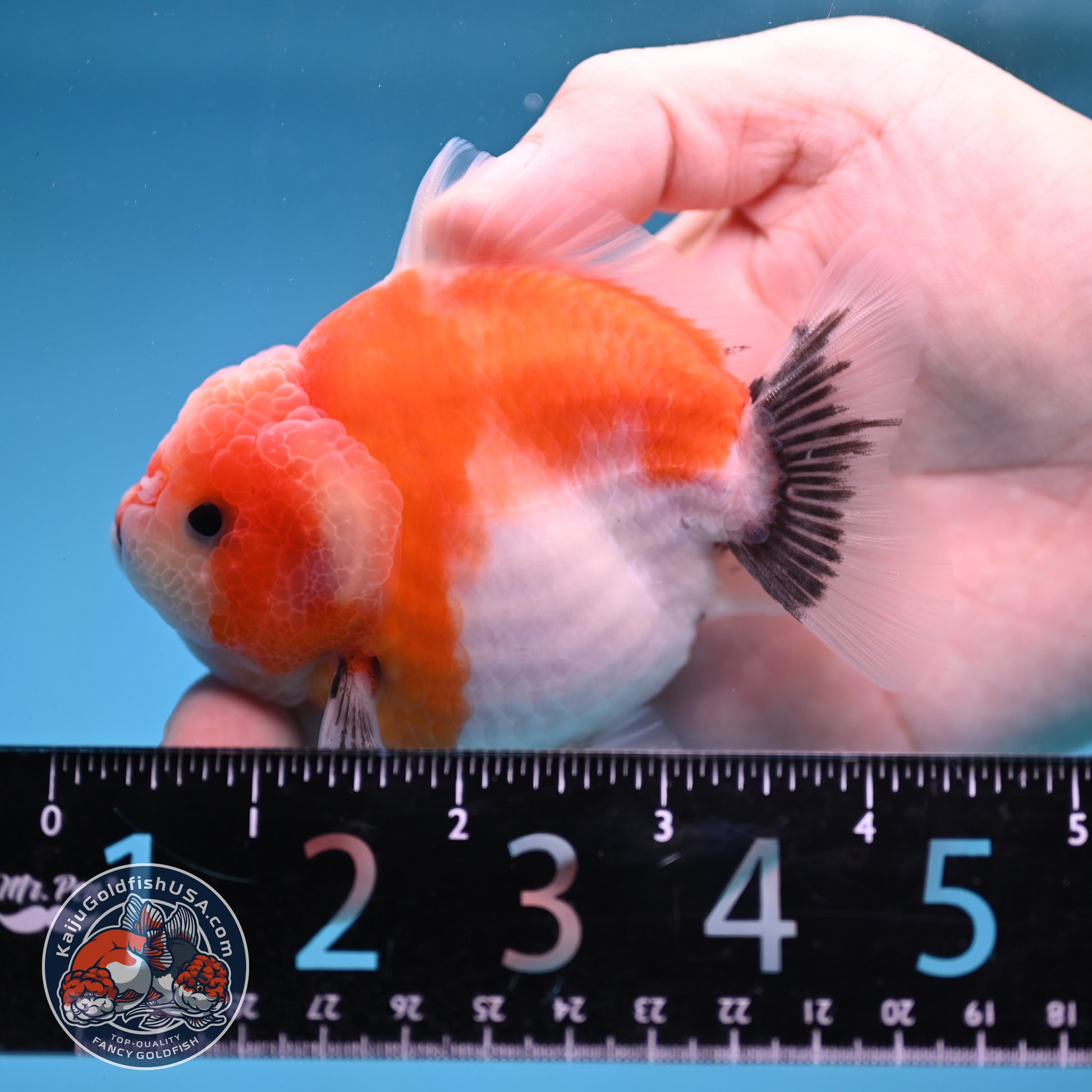 Shogun Sakura Oranda 3.5 inch Body (260109_OR12)