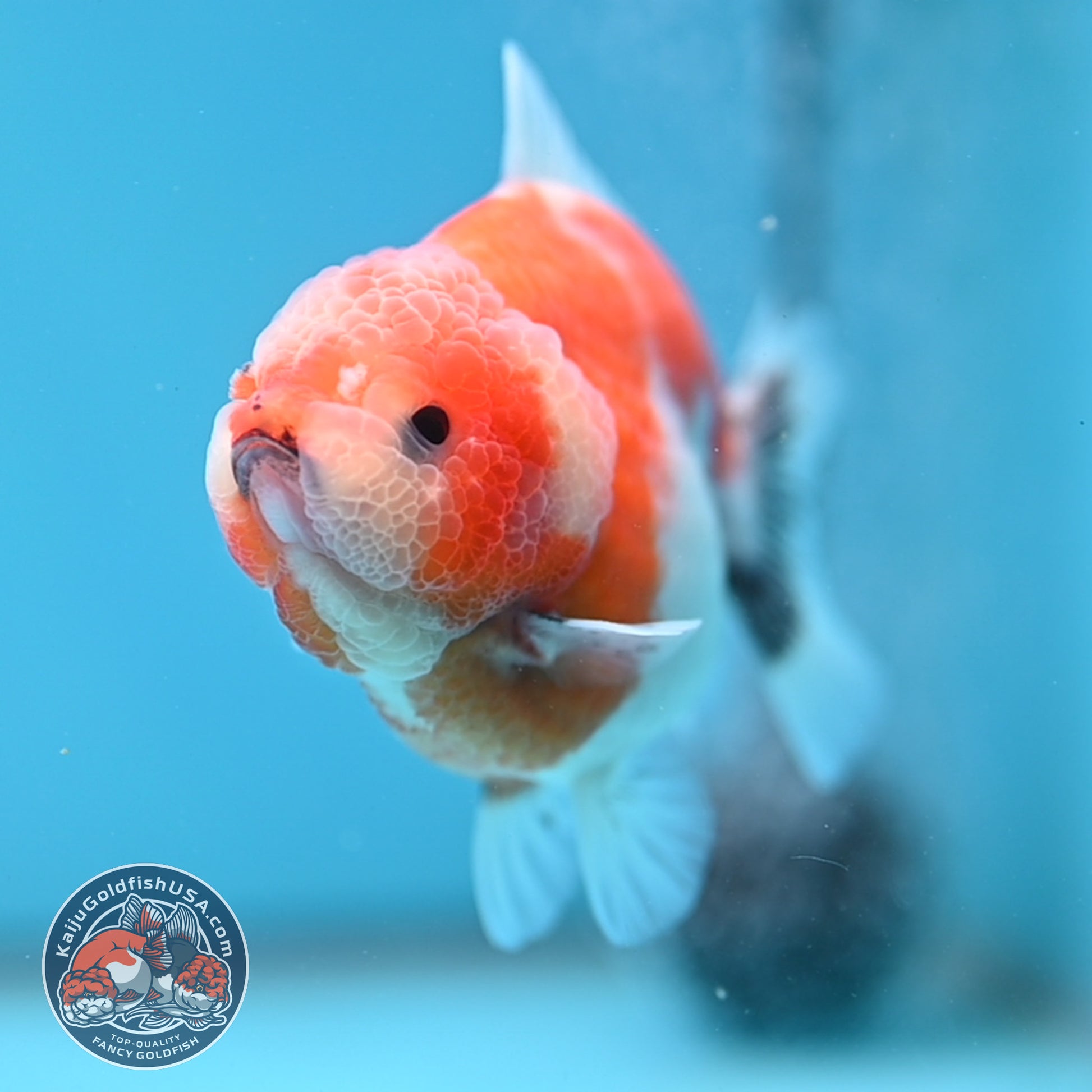 Shogun Sakura Oranda 3.5 inch Body (260109_OR12)