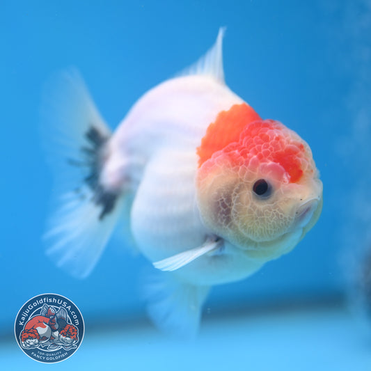 Shogun Sakura Oranda 3.5 inch Body (260109_OR13)