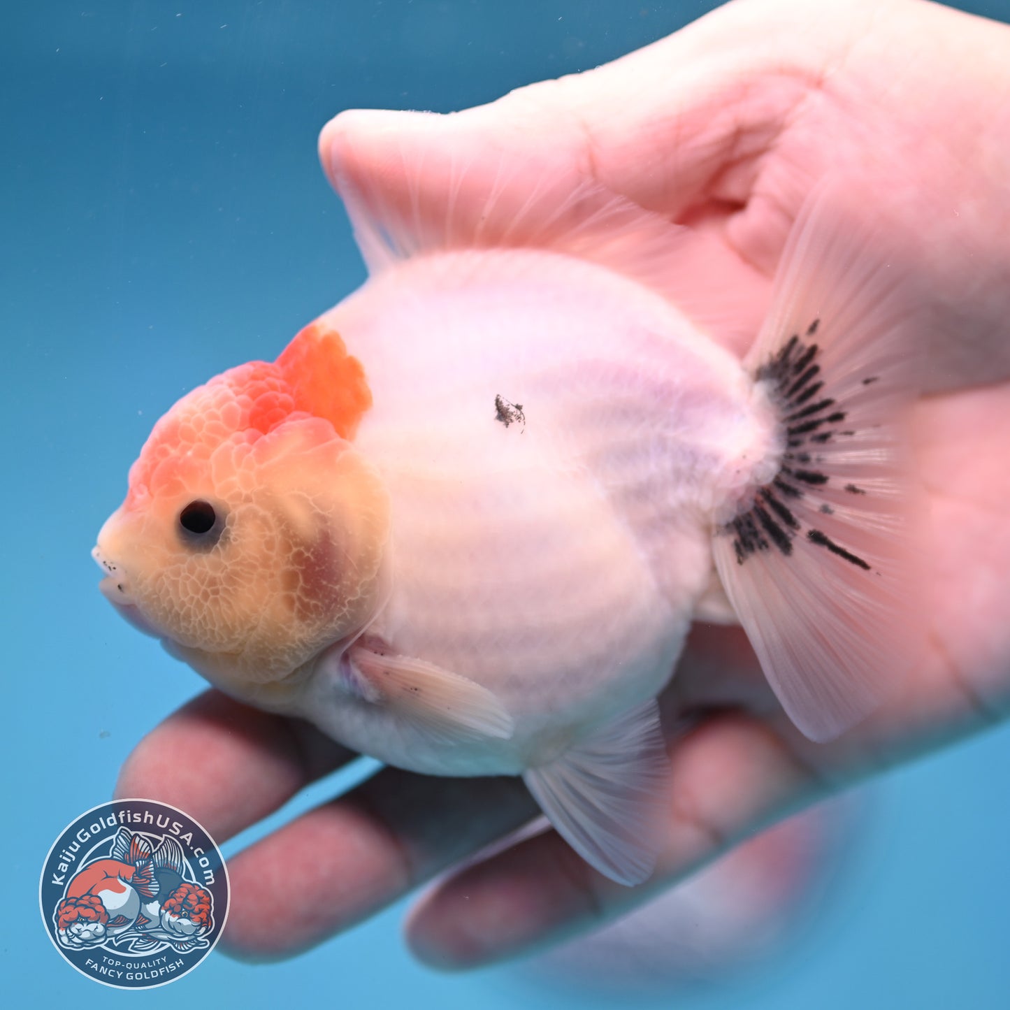 Shogun Sakura Oranda 3.5 inch Body (260109_OR13)