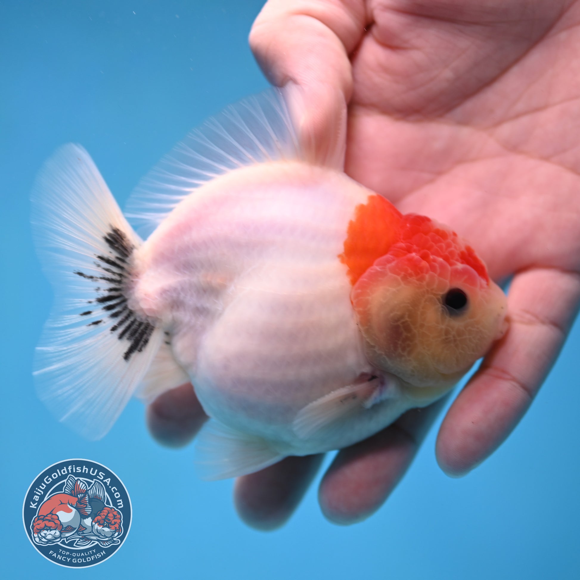 Shogun Sakura Oranda 3.5 inch Body (260109_OR13)