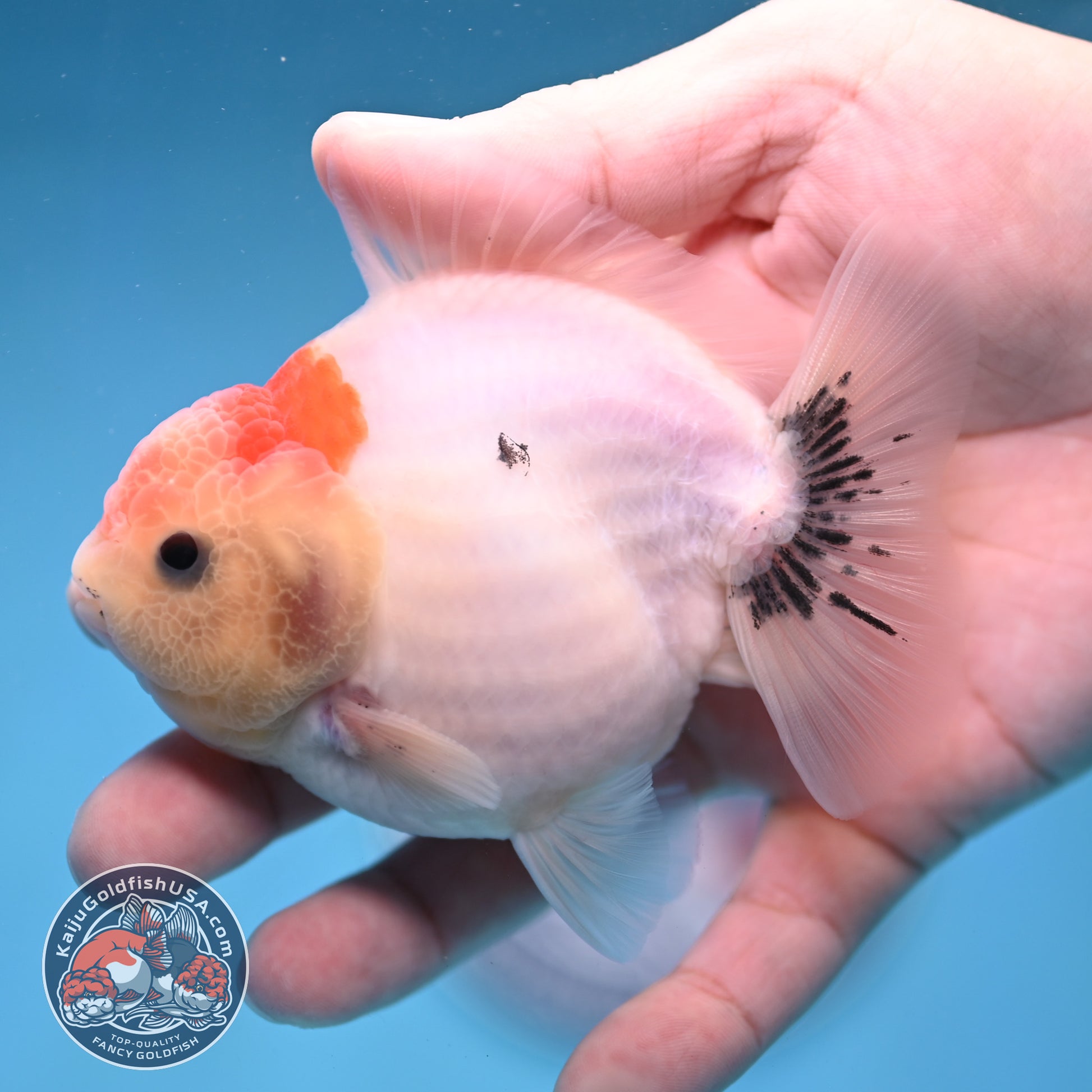 Shogun Sakura Oranda 3.5 inch Body (260109_OR13)