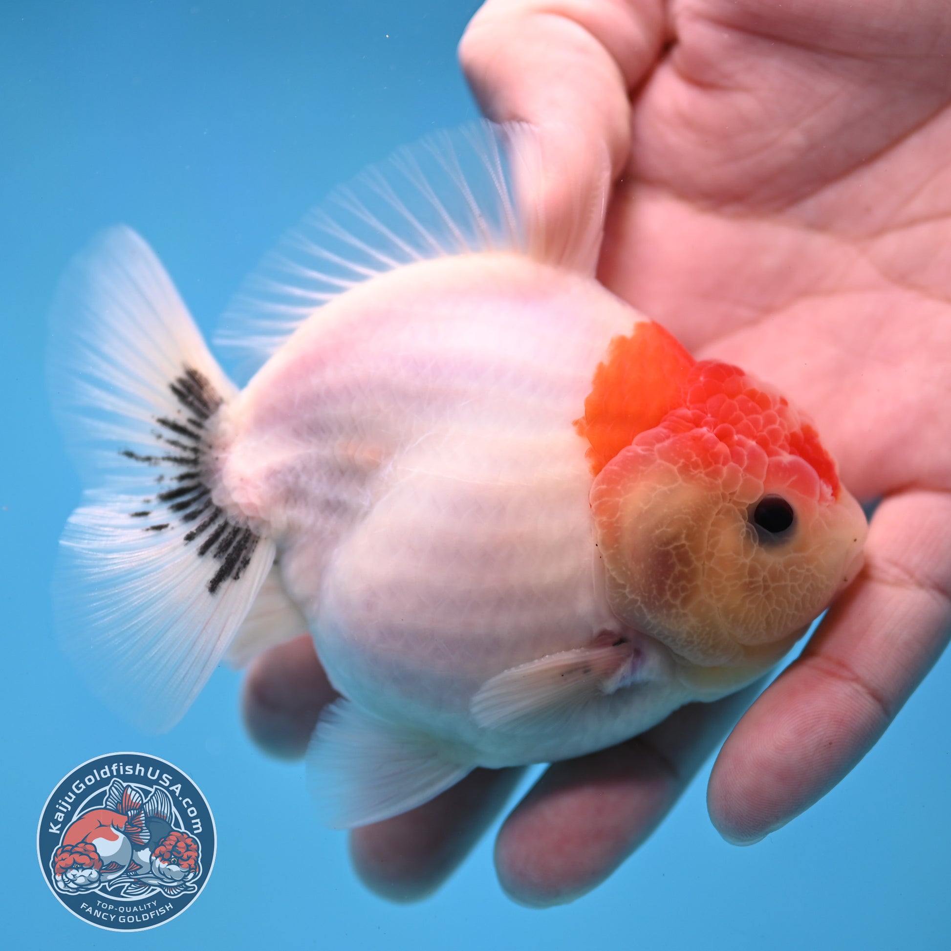 Shogun Sakura Oranda 3.5 inch Body (260109_OR13)