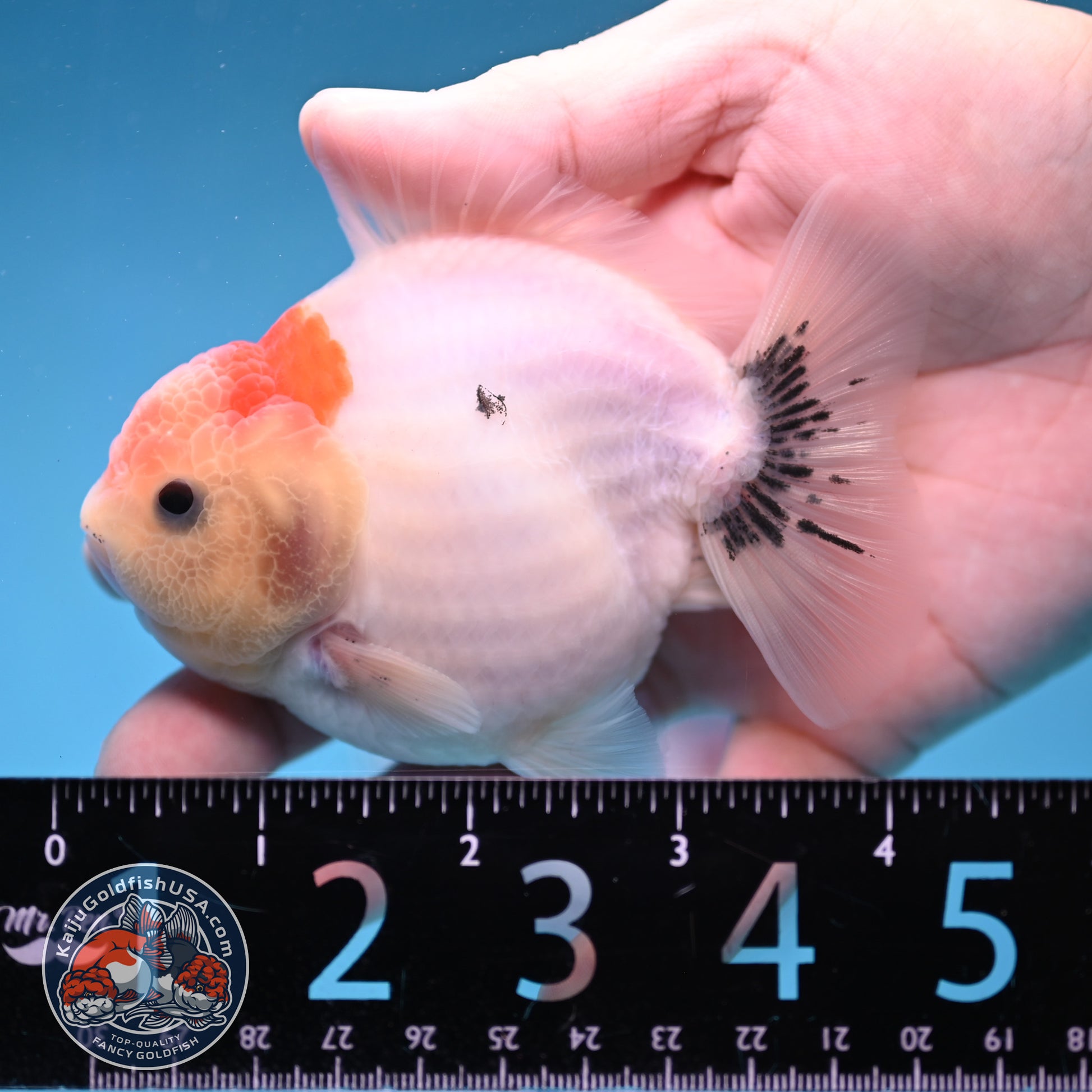 Shogun Sakura Oranda 3.5 inch Body (260109_OR13)