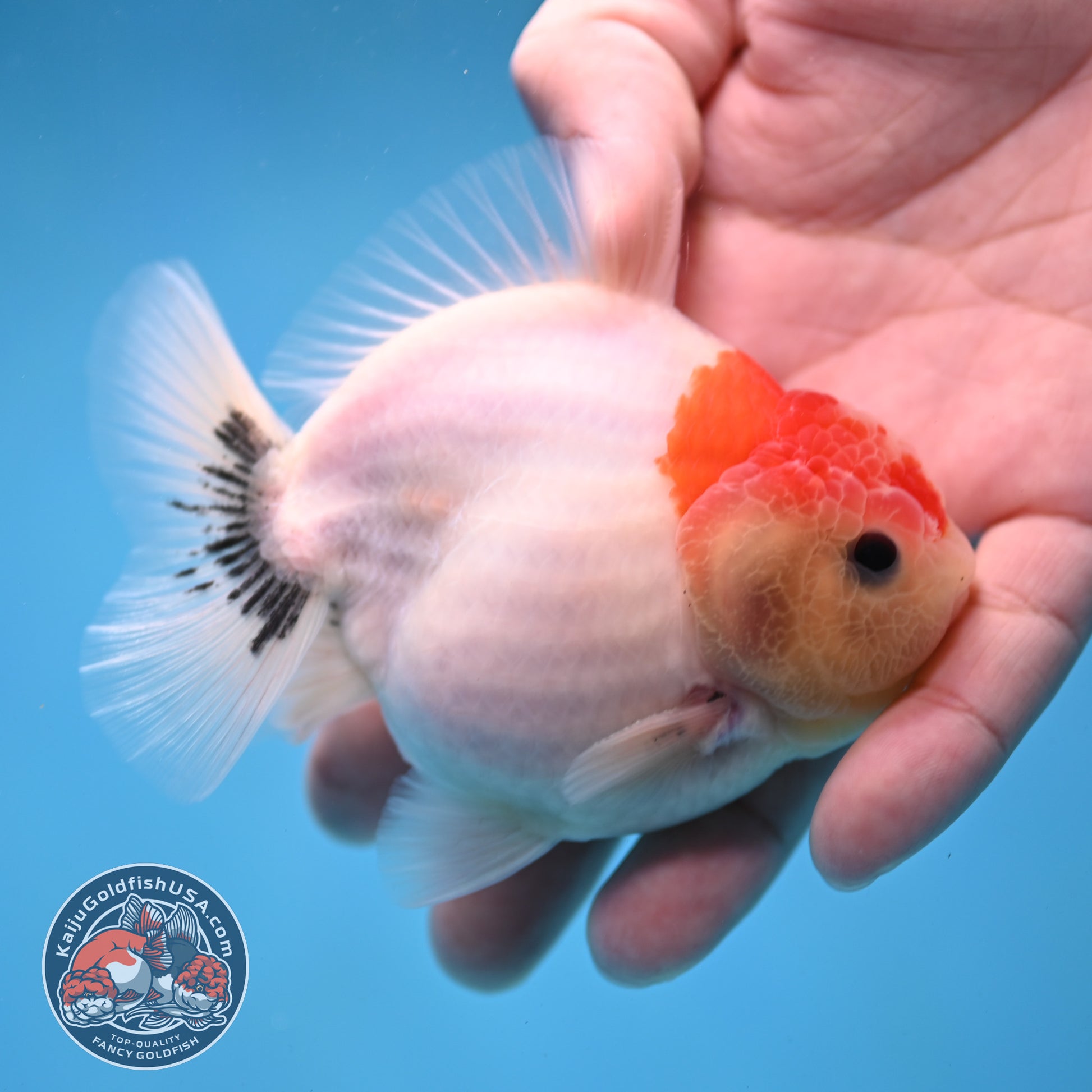 Shogun Sakura Oranda 3.5 inch Body (260109_OR13)