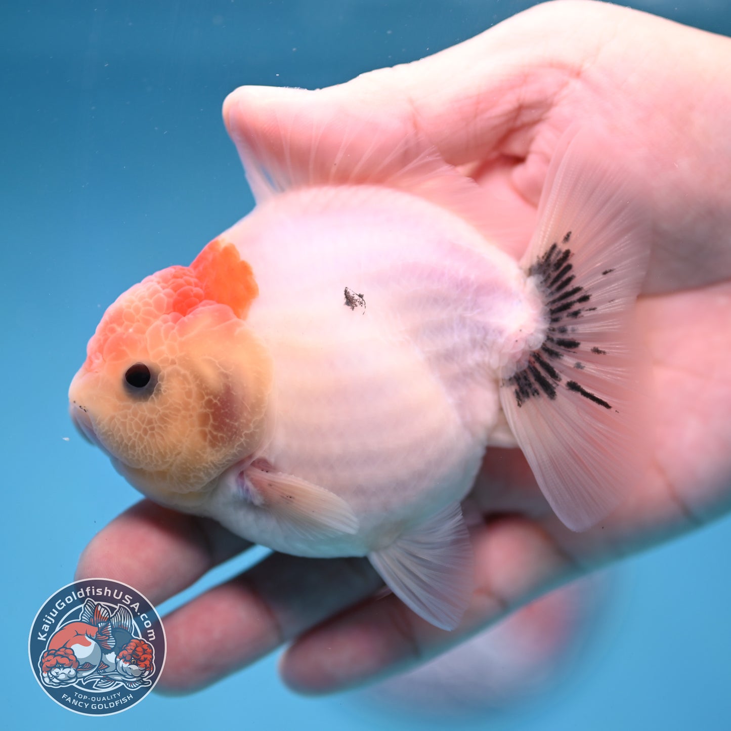 Shogun Sakura Oranda 3.5 inch Body (260109_OR13)