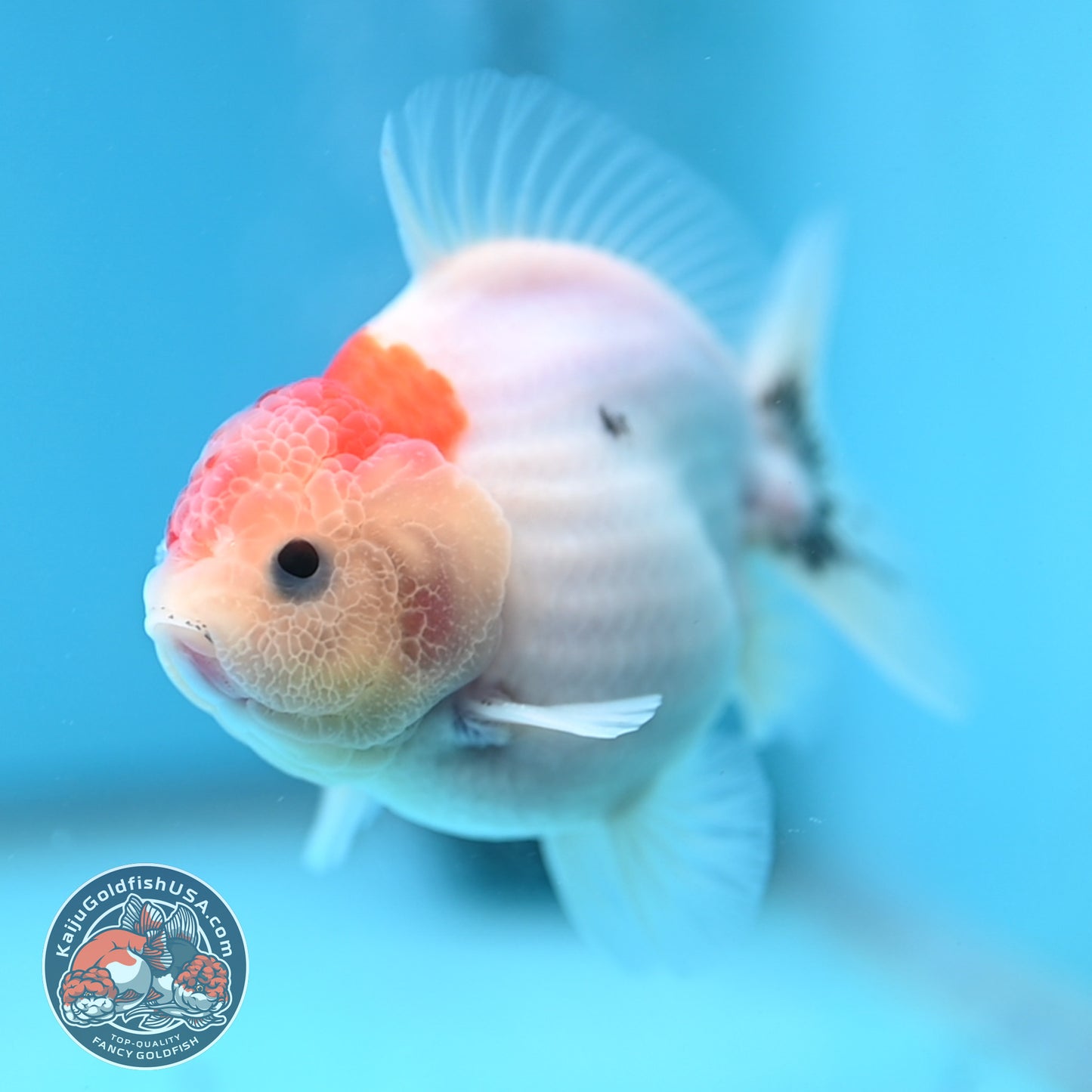 Shogun Sakura Oranda 3.5 inch Body (260109_OR13)