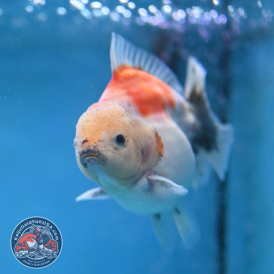 Shogun Sakura Oranda 3.5 inch Body (260123_OR03)