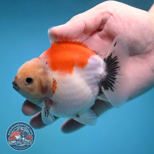 Shogun Sakura Oranda 3.5 inch Body (260123_OR03)