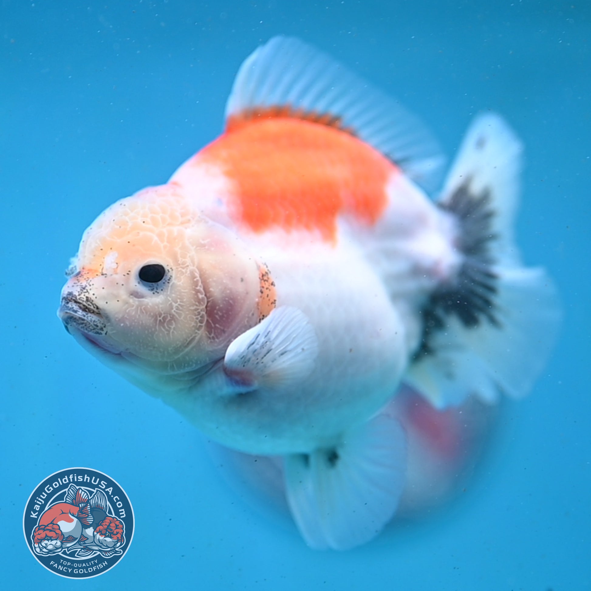 Shogun Sakura Oranda 3.5 inch Body (260123_OR03)