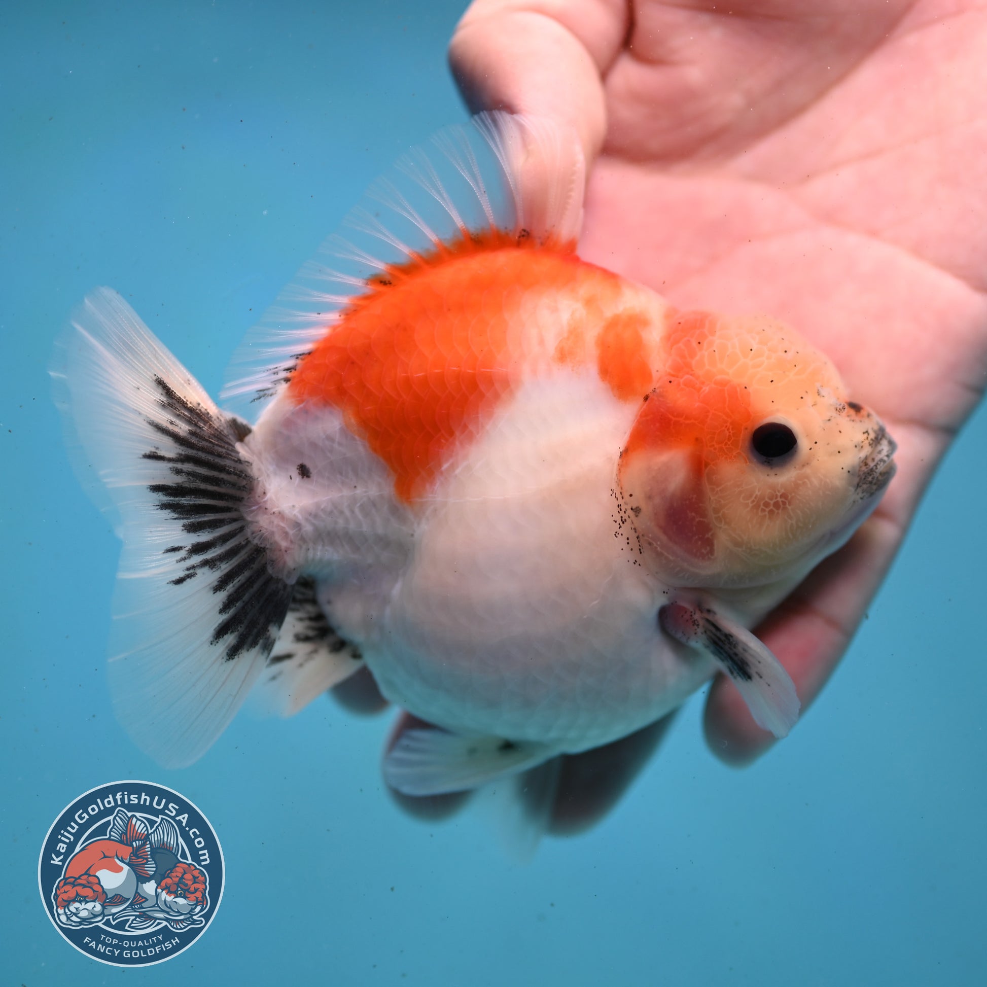 Shogun Sakura Oranda 3.5 inch Body (260123_OR03)