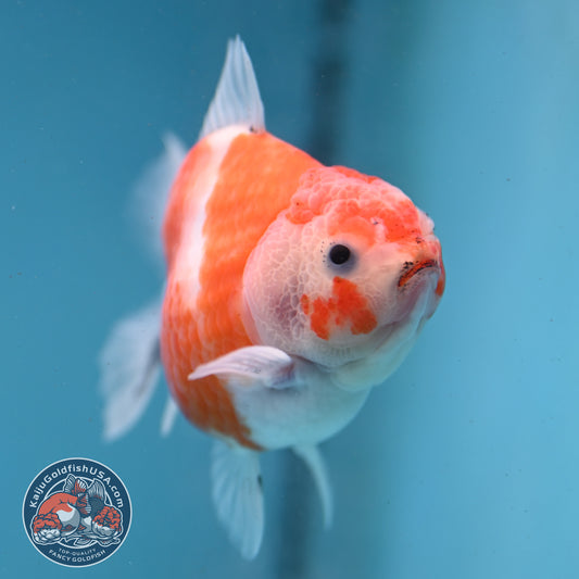 Shogun Sakura Oranda 3.5 inch Body (260123_OR05)