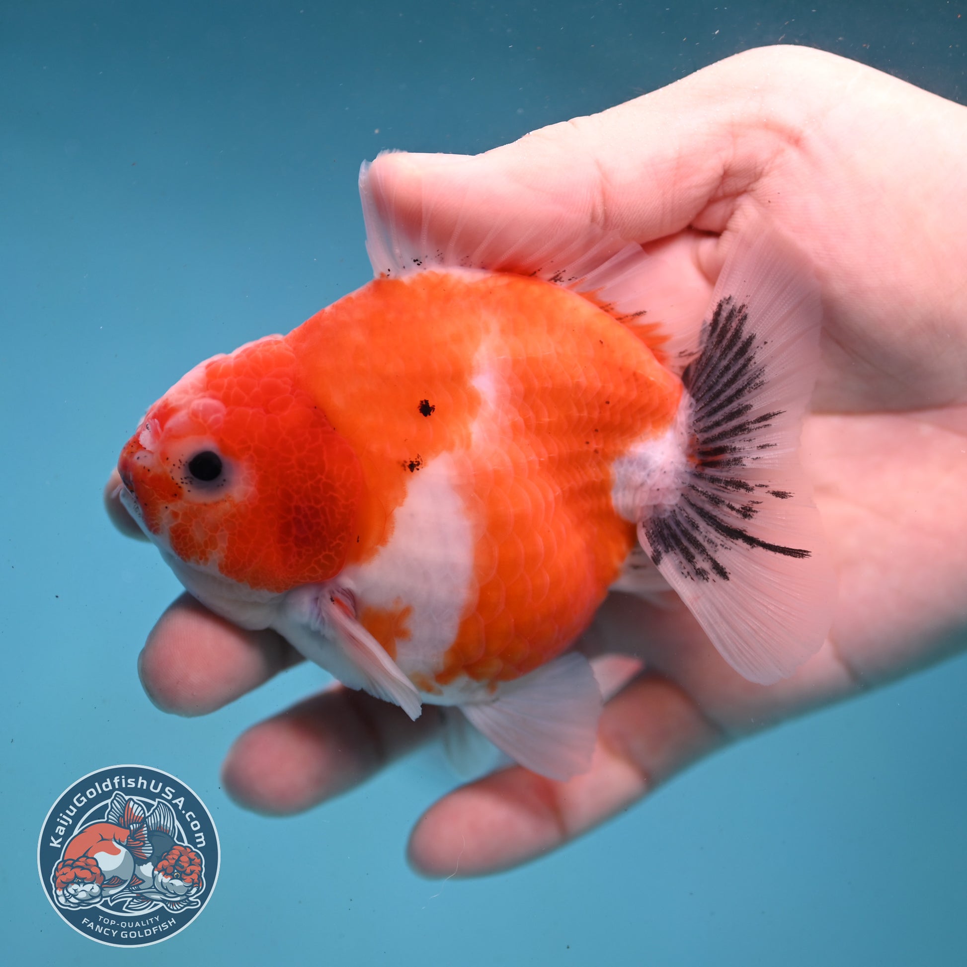 Shogun Sakura Oranda 3.5 inch Body (260123_OR05)