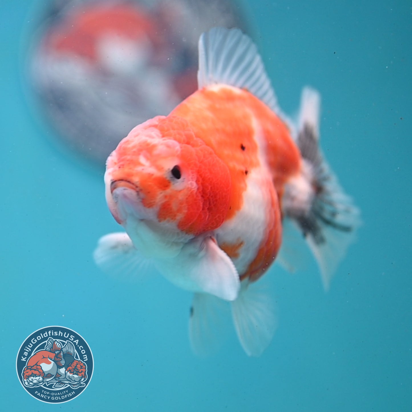 Shogun Sakura Oranda 3.5 inch Body (260123_OR05)