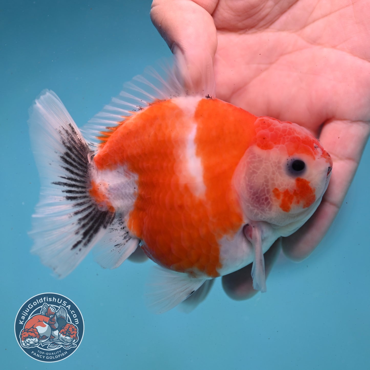 Shogun Sakura Oranda 3.5 inch Body (260123_OR05)