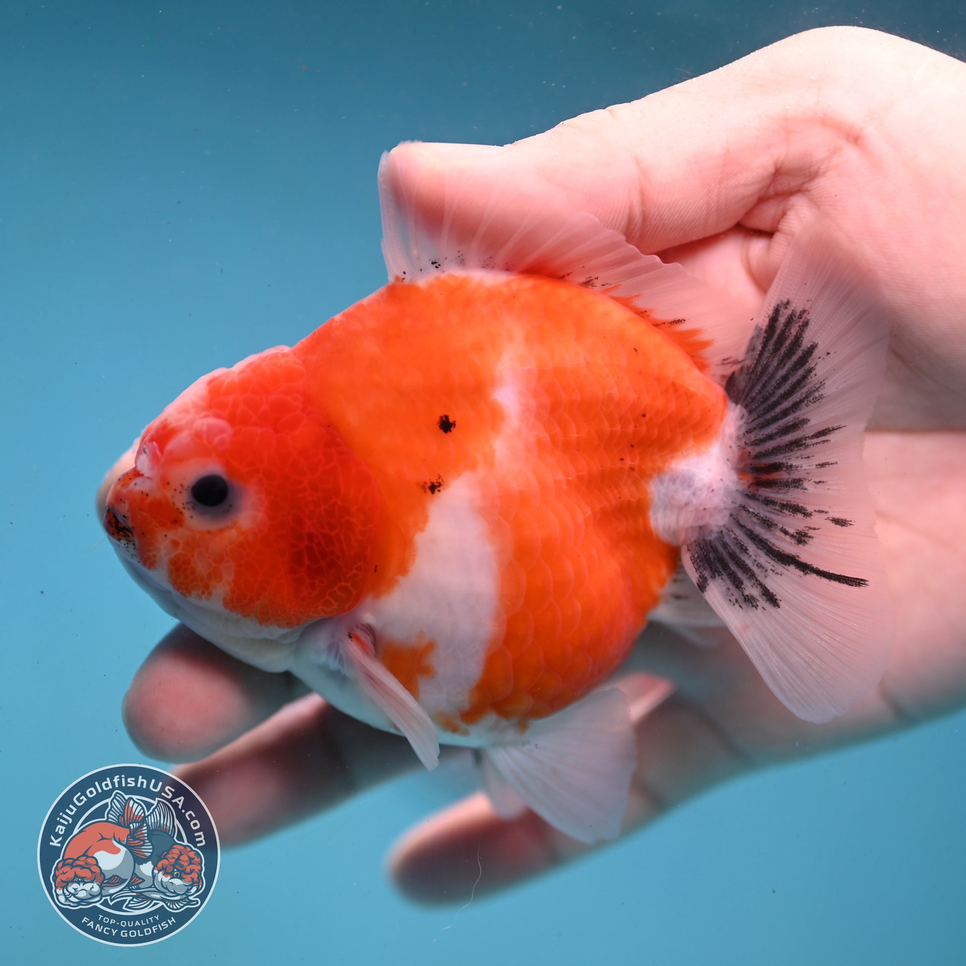Shogun Sakura Oranda 3.5 inch Body (260123_OR05)