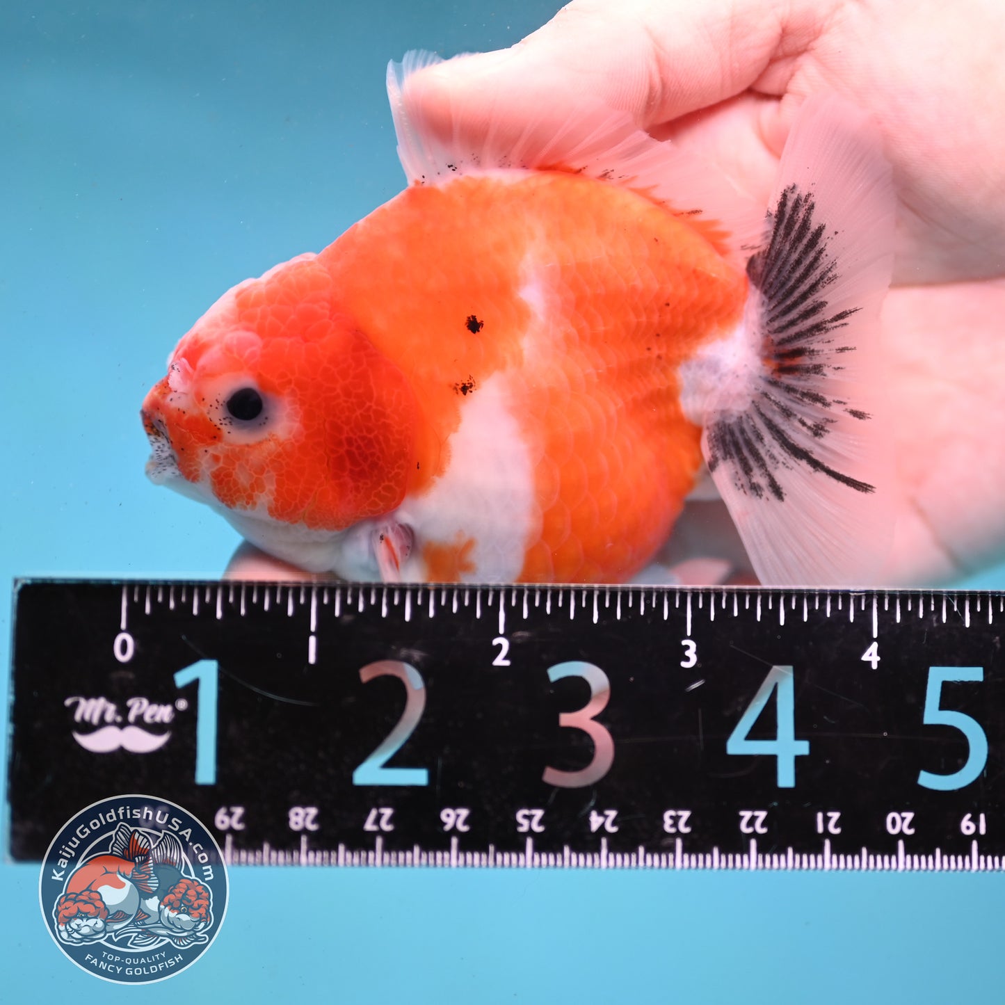 Shogun Sakura Oranda 3.5 inch Body (260123_OR05)