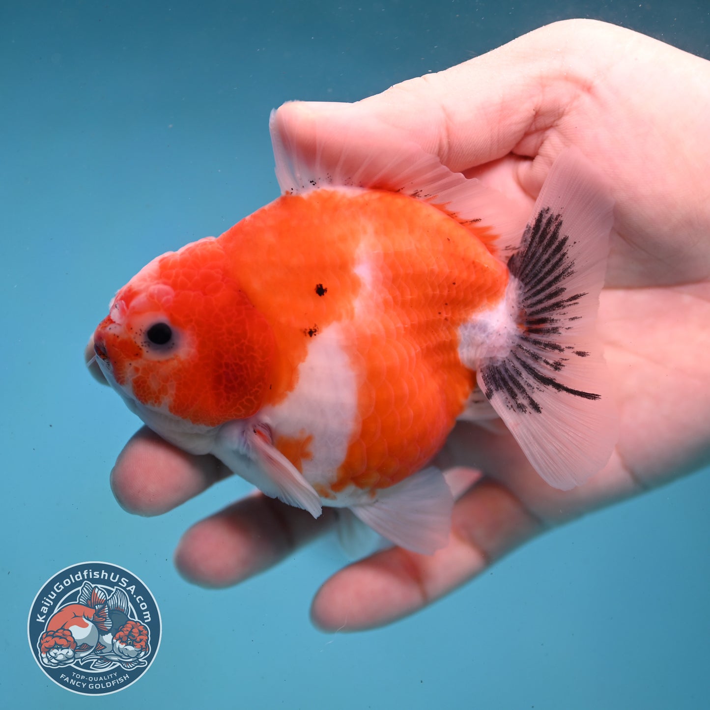 Shogun Sakura Oranda 3.5 inch Body (260123_OR05)
