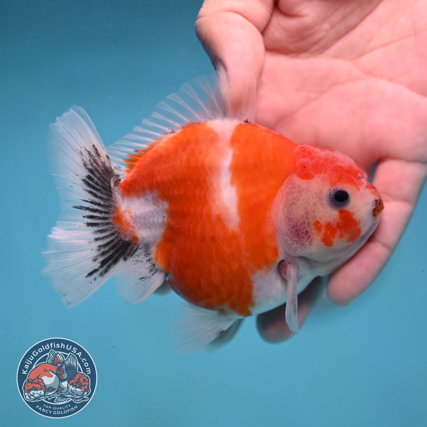 Shogun Sakura Oranda 3.5 inch Body (260123_OR05)