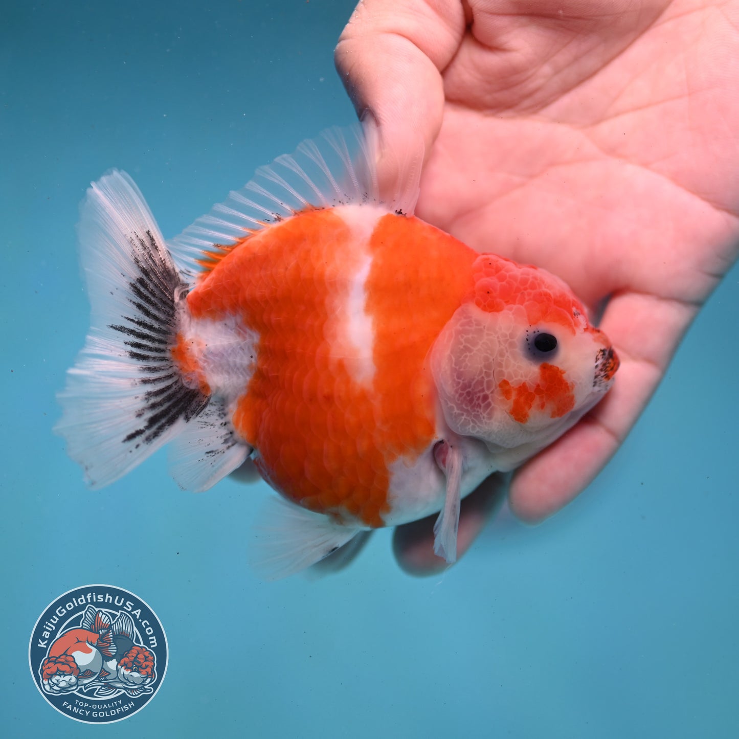 Shogun Sakura Oranda 3.5 inch Body (260123_OR05)