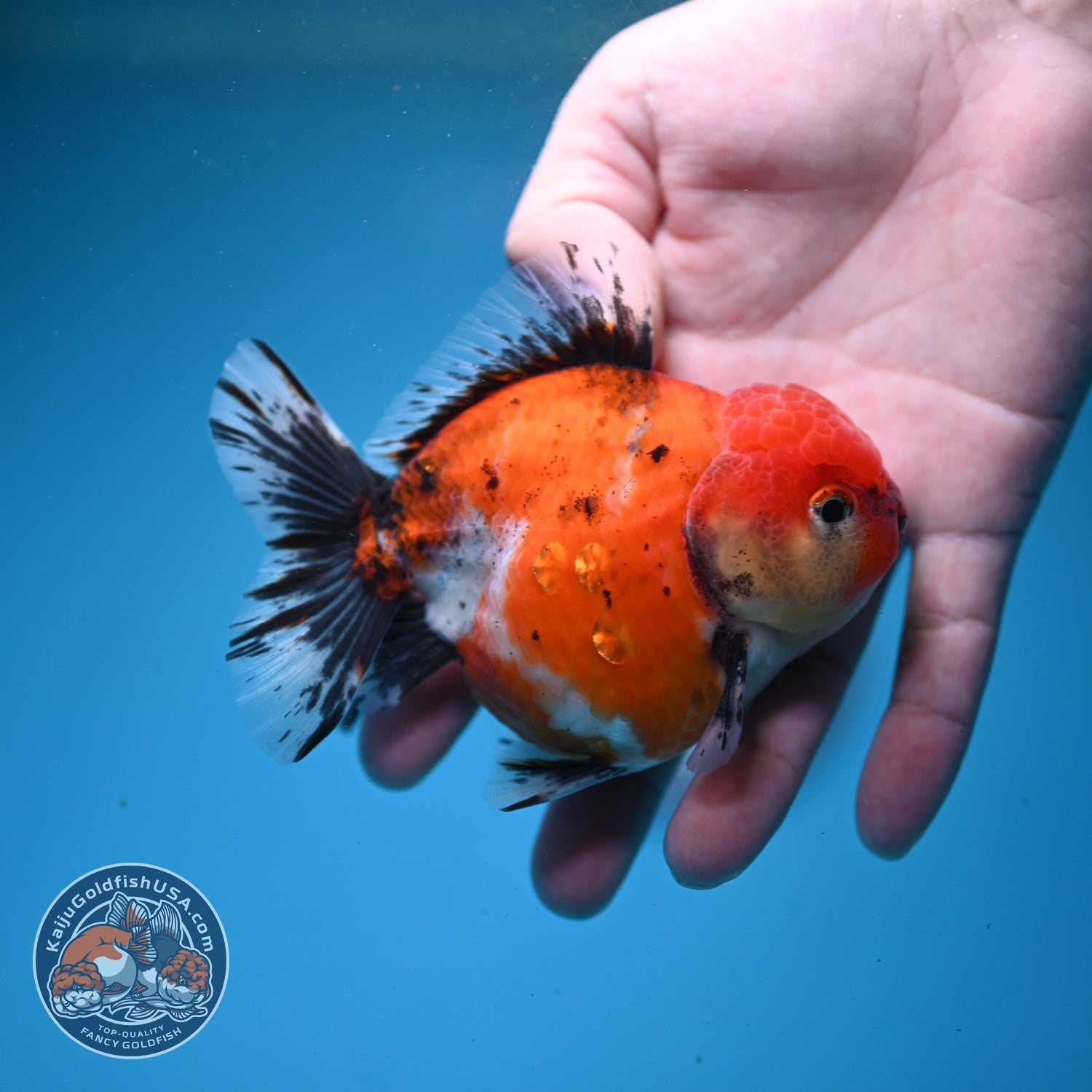 Shogun Sakura Oranda 3.5 inch Body (260814_OR04)