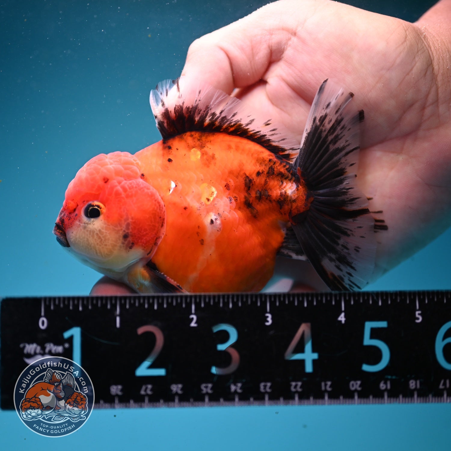 Shogun Sakura Oranda 3.5 inch Body (260814_OR04)