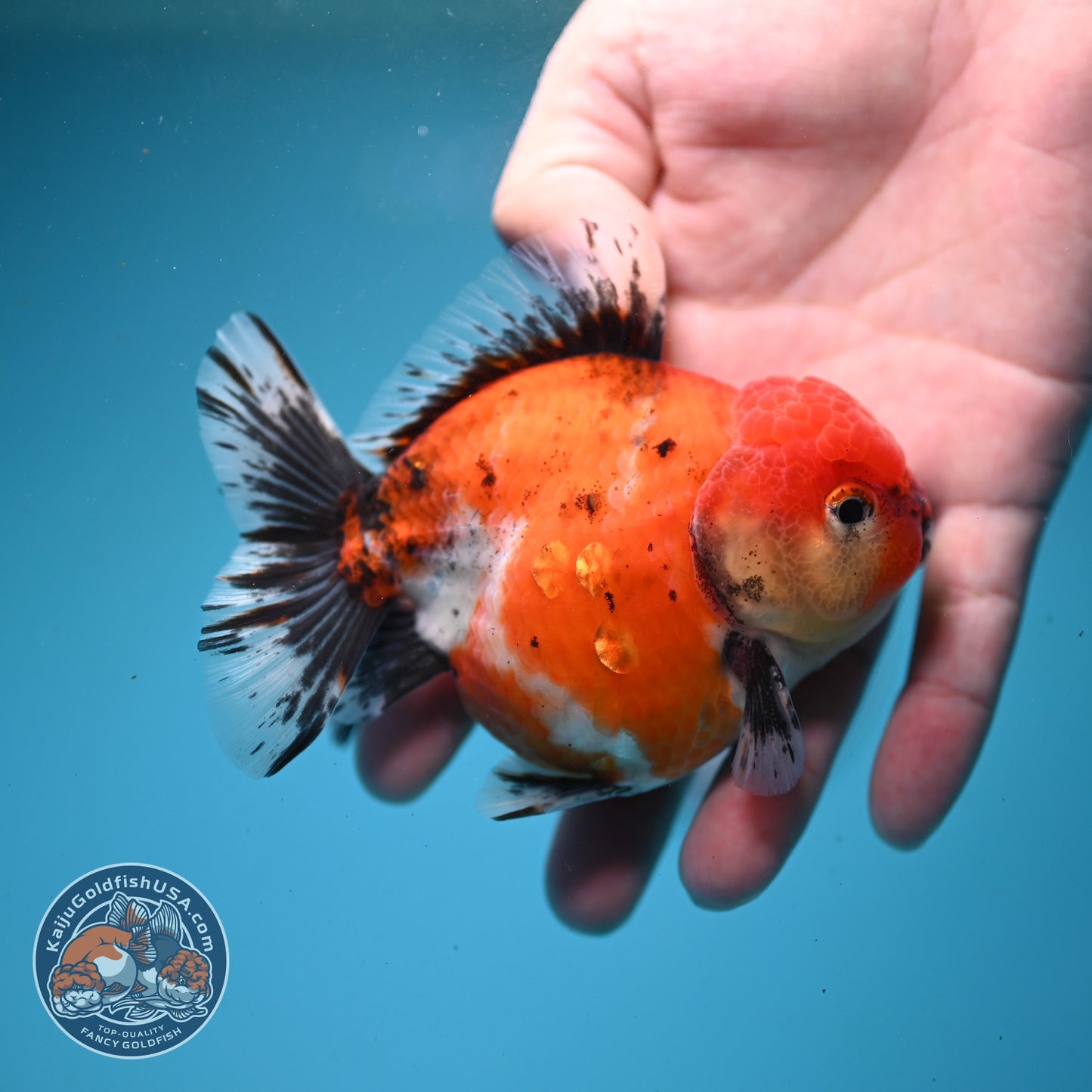 Shogun Sakura Oranda 3.5 inch Body (260814_OR04)