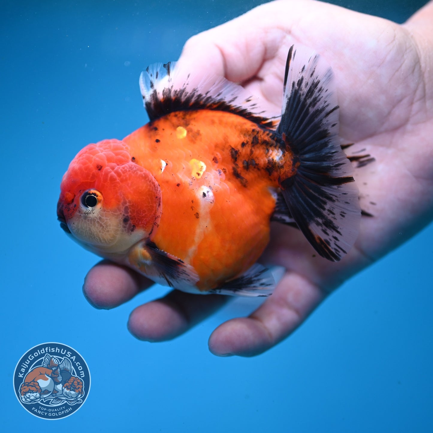 Shogun Sakura Oranda 3.5 inch Body (260814_OR04)