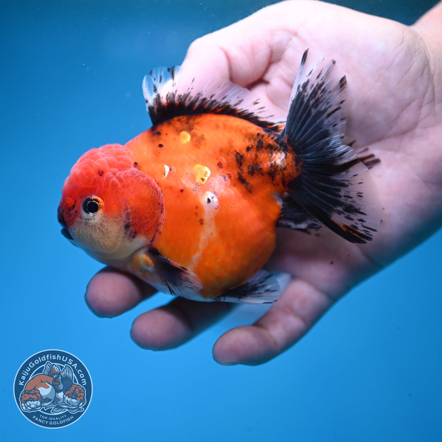 Shogun Sakura Oranda 3.5 inch Body (260814_OR04)